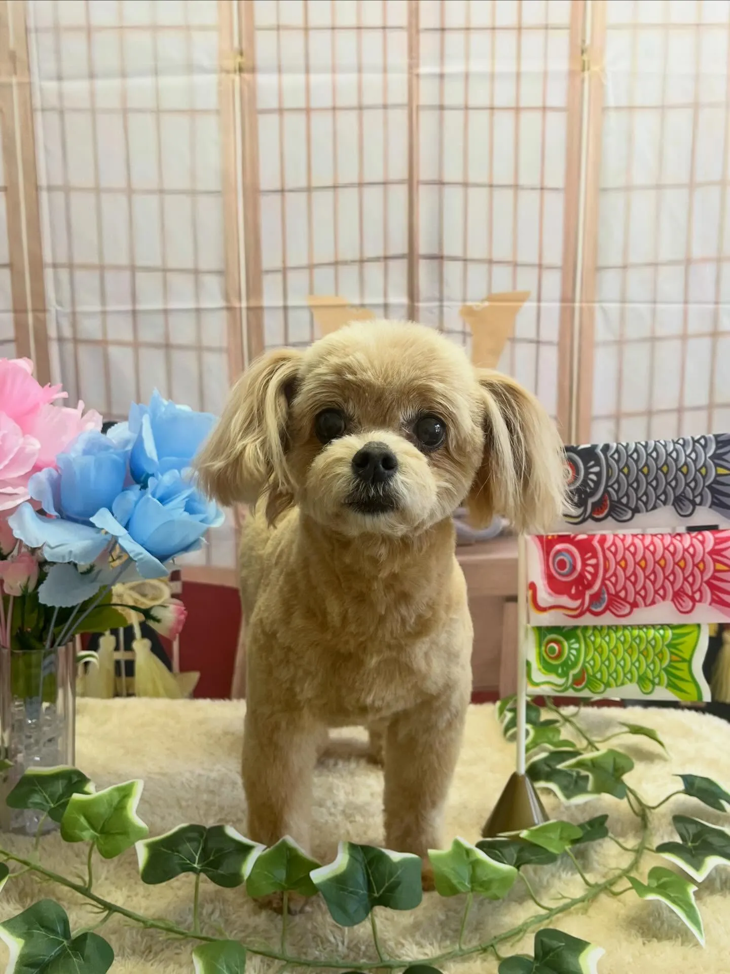 🍃5/10のトリミング🍃ミックス犬🐶｜名東区・千種区・守山区...