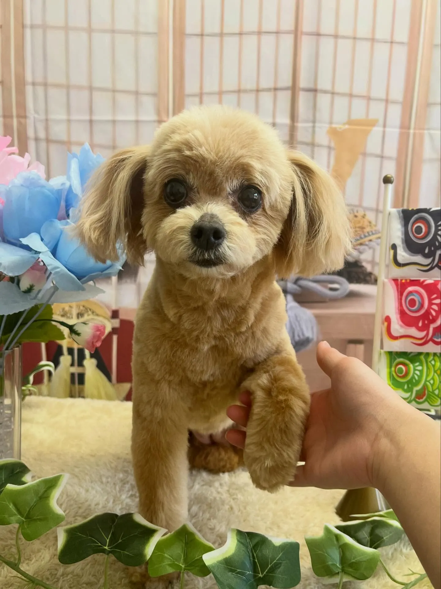 🍃5/10のトリミング🍃ミックス犬🐶｜名東区・千種区・守山区...