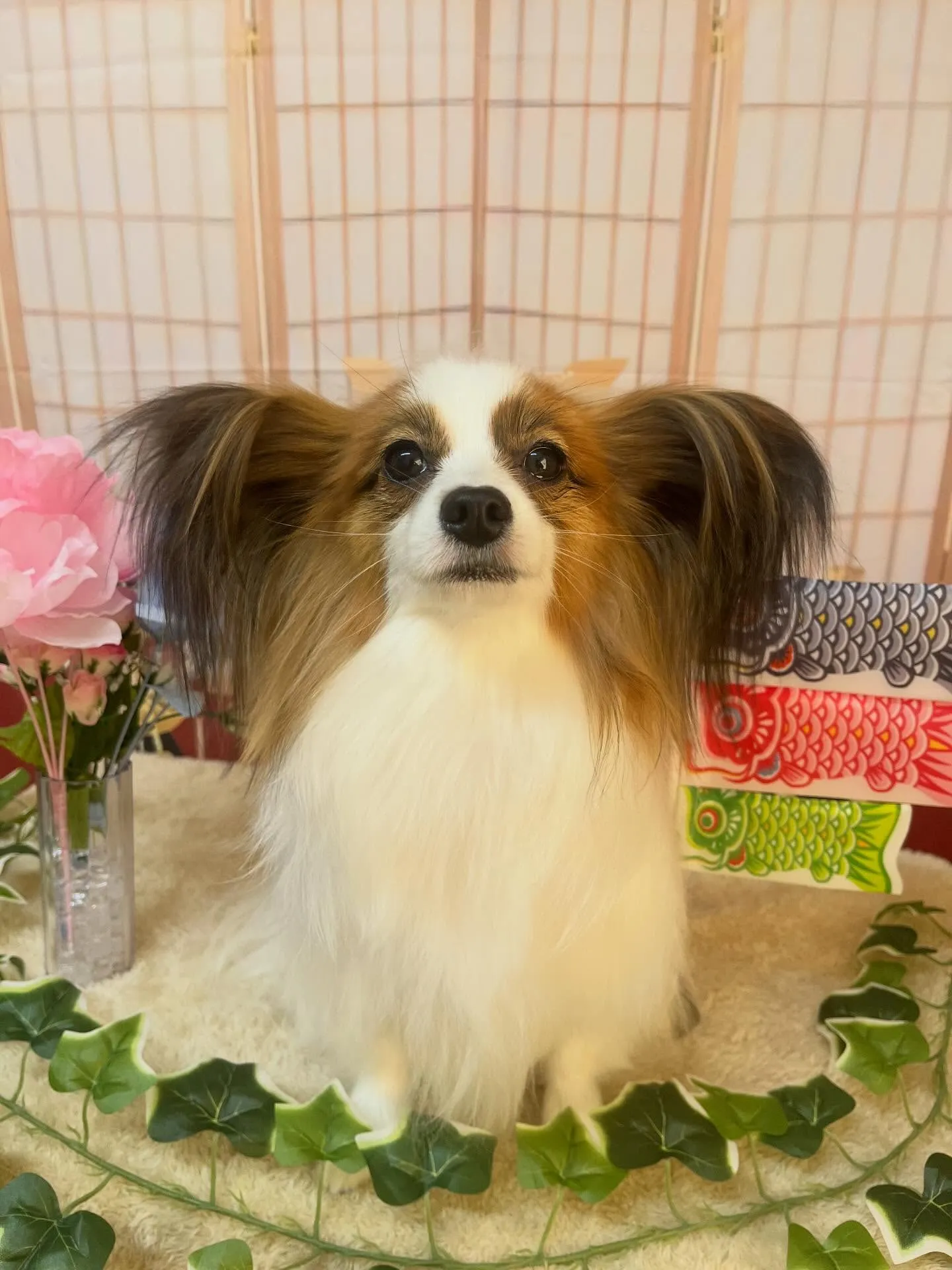 🍃5/10のトリミング🍃パピヨン🐶｜名東区・千種区・守山区の...