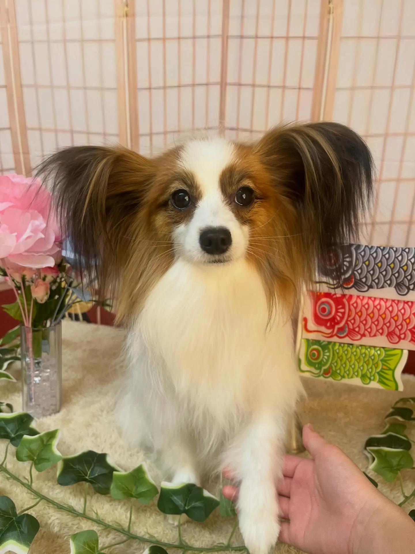 🍃5/10のトリミング🍃パピヨン🐶｜名東区・千種区・守山区の...