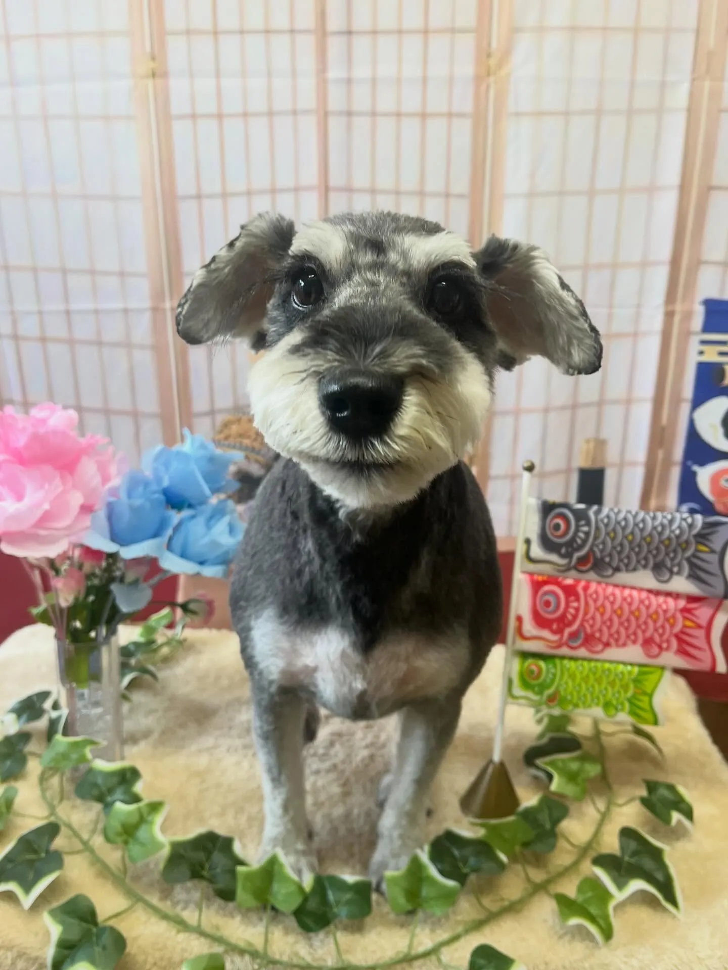 🍃5/10のトリミング🍃シュナウザー🐶｜名東区・千種区・守山...