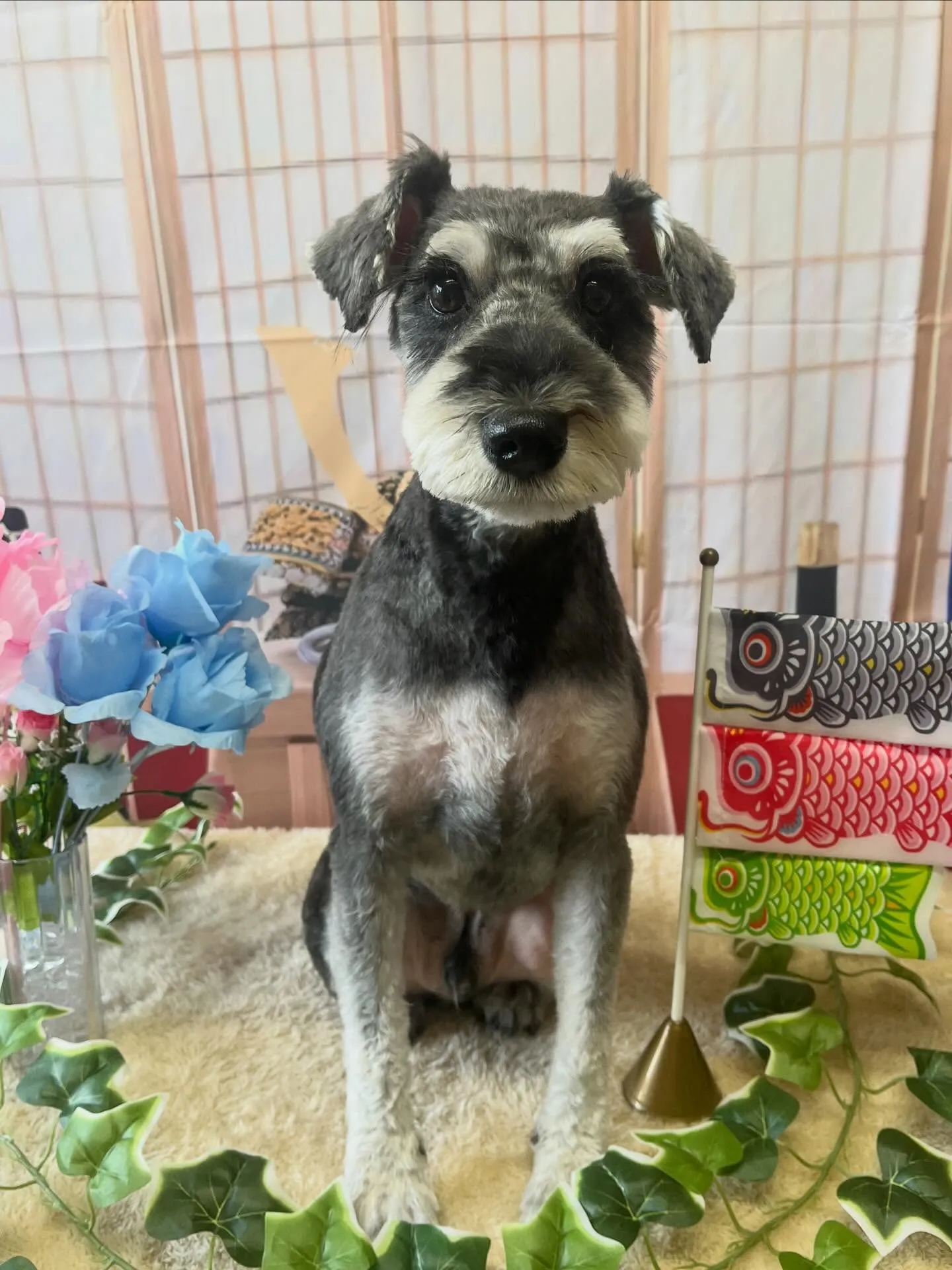 🍃5/10のトリミング🍃シュナウザー🐶｜名東区・千種区・守山...