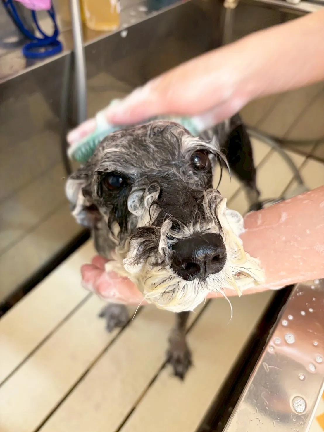 🍃5/10のトリミング🍃シュナウザー🐶｜名東区・千種区・守山...