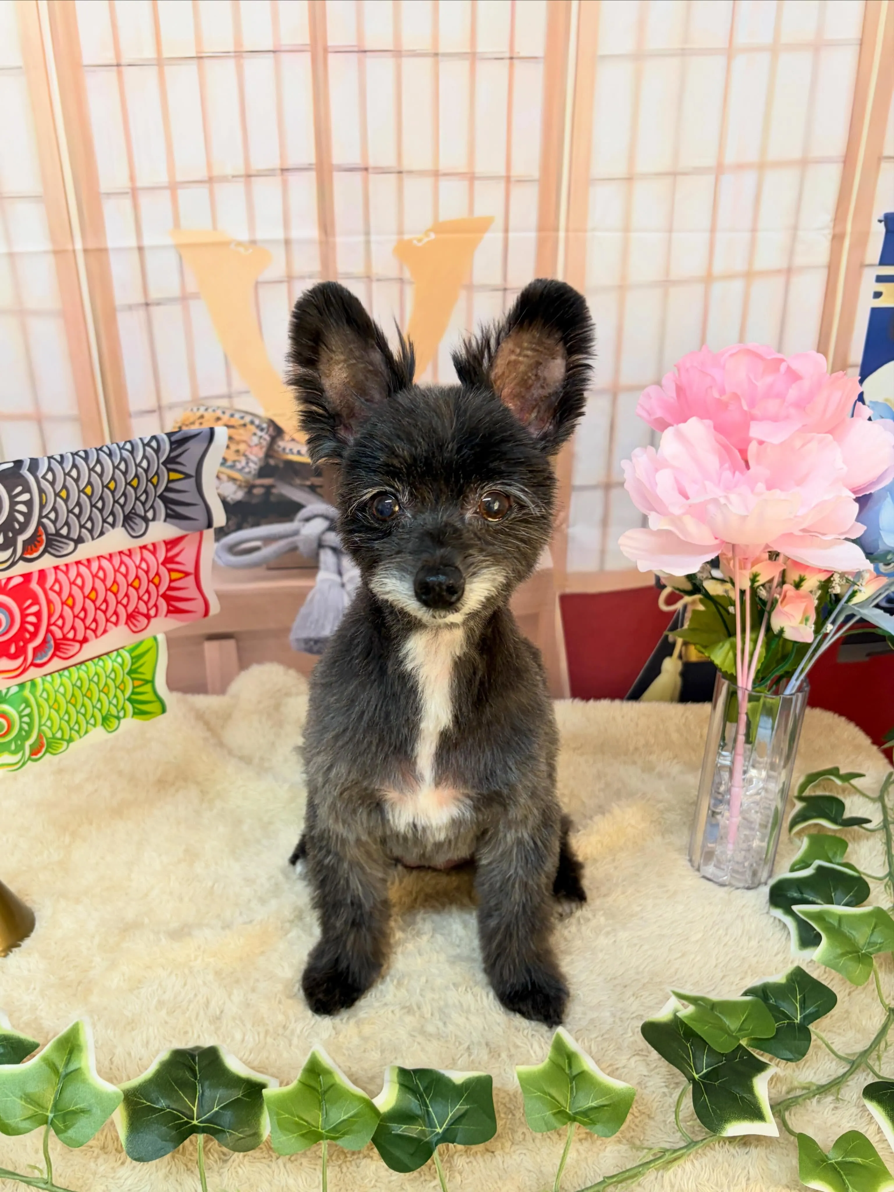 🍃5/10のトリミング🍃ミックス犬🐶|名東区・千種区・守山区...