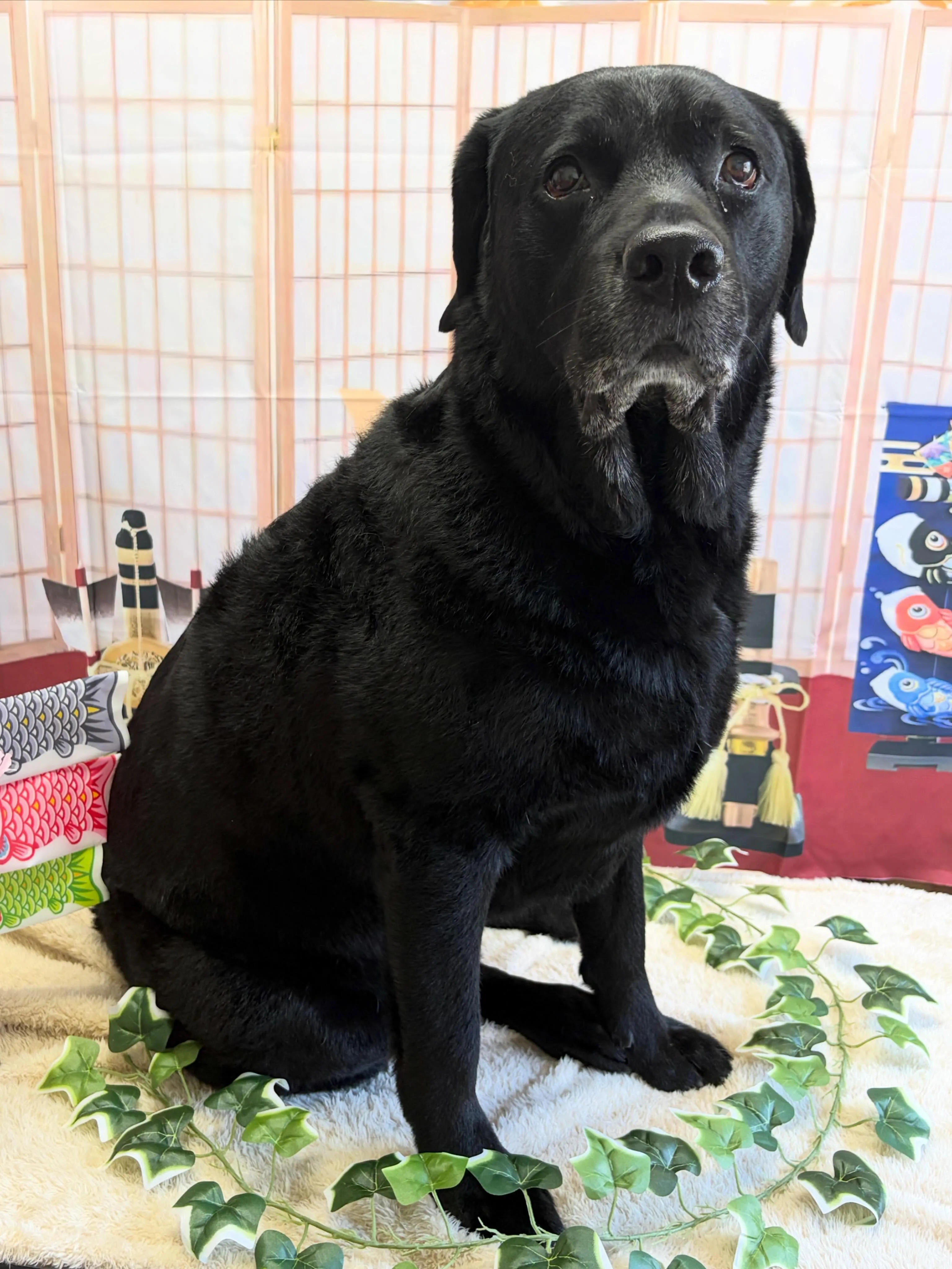 🍃4/17のトリミング🍃ラブラドールレトリバー🐶|名東区・千...