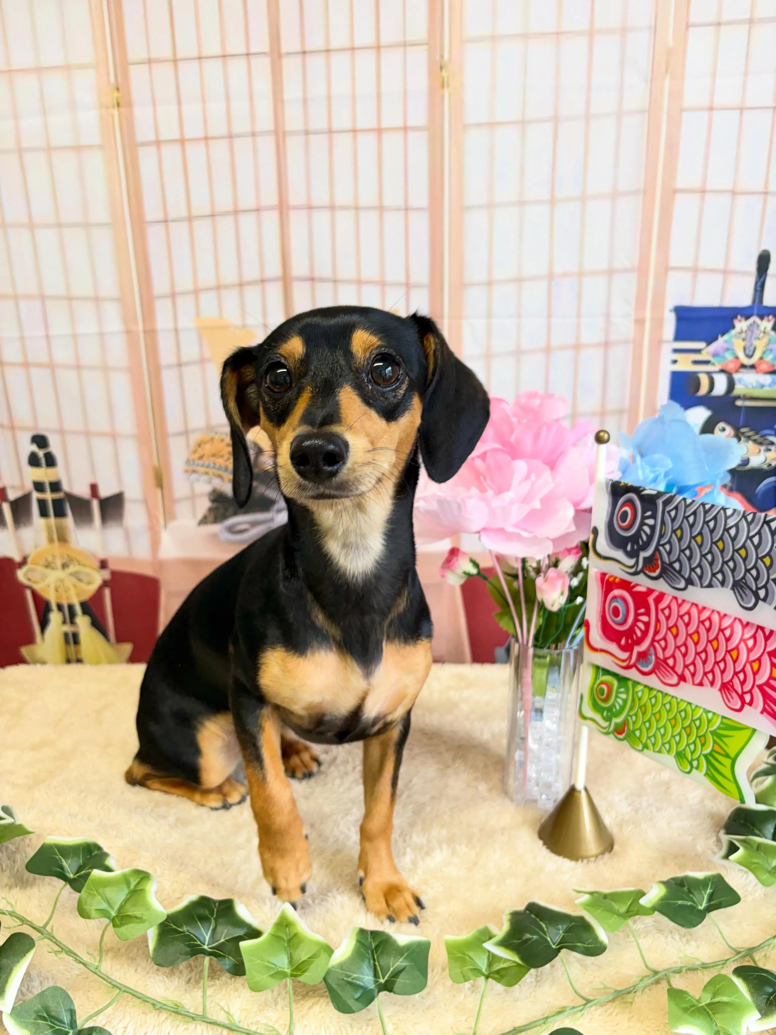 🍃5/11のトリミング🍃ミックス犬🐶|名東区・千種区・守山区...