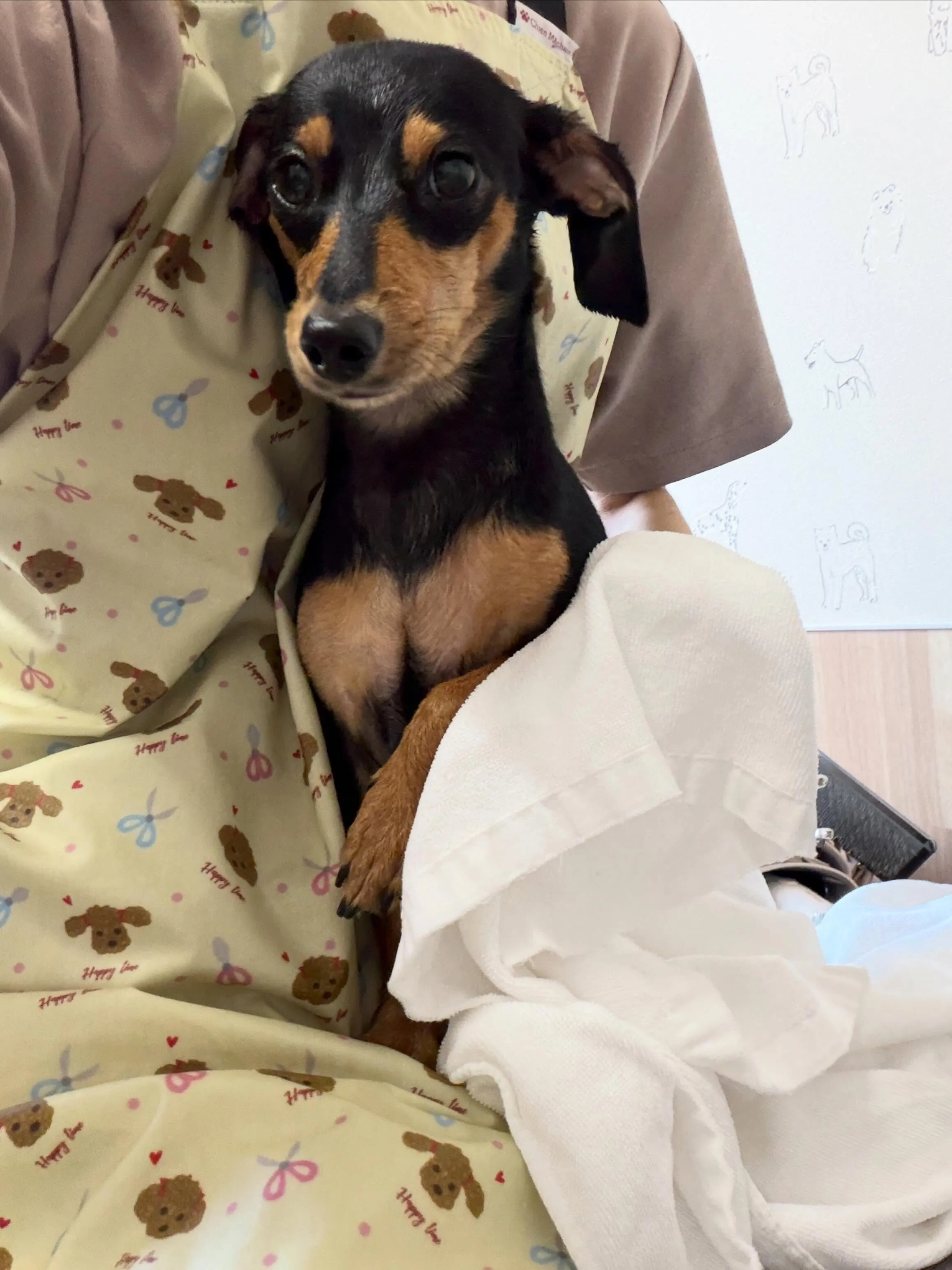 🍃5/11のトリミング🍃ミックス犬🐶｜名東区・千種区・守山区...