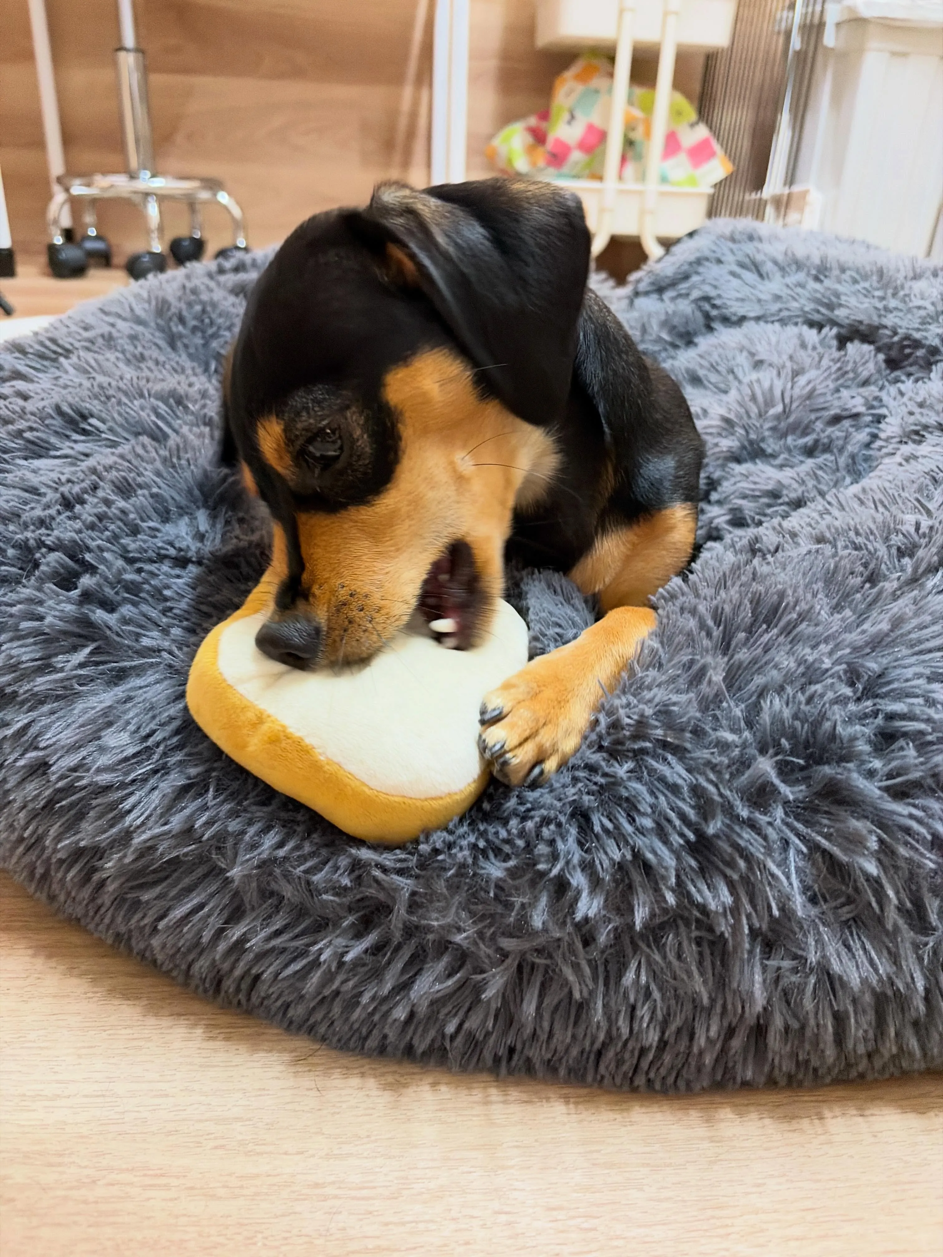 🍃5/11のトリミング🍃ミックス犬🐶｜名東区・千種区・守山区...