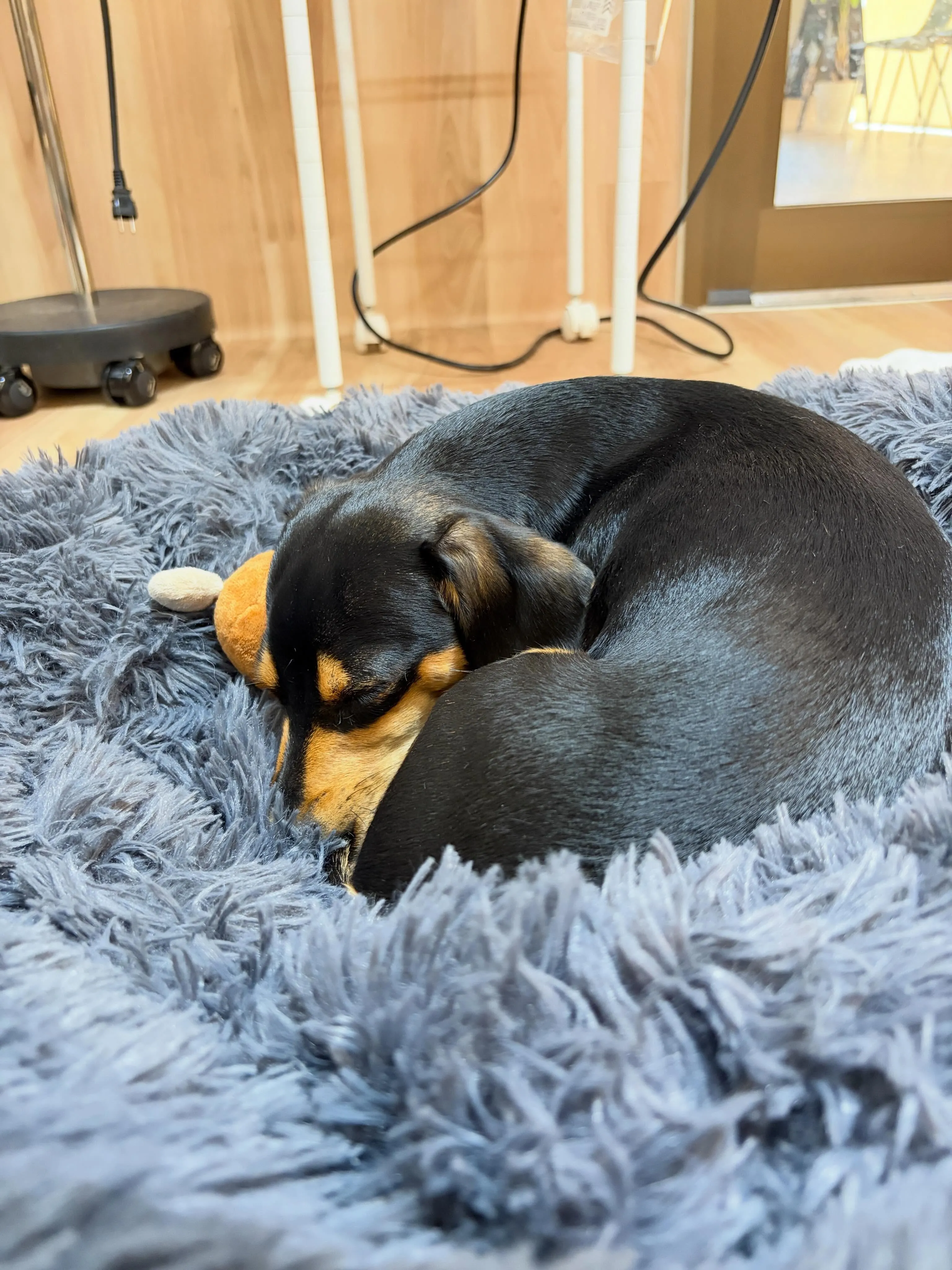 🍃5/11のトリミング🍃ミックス犬🐶｜名東区・千種区・守山区...