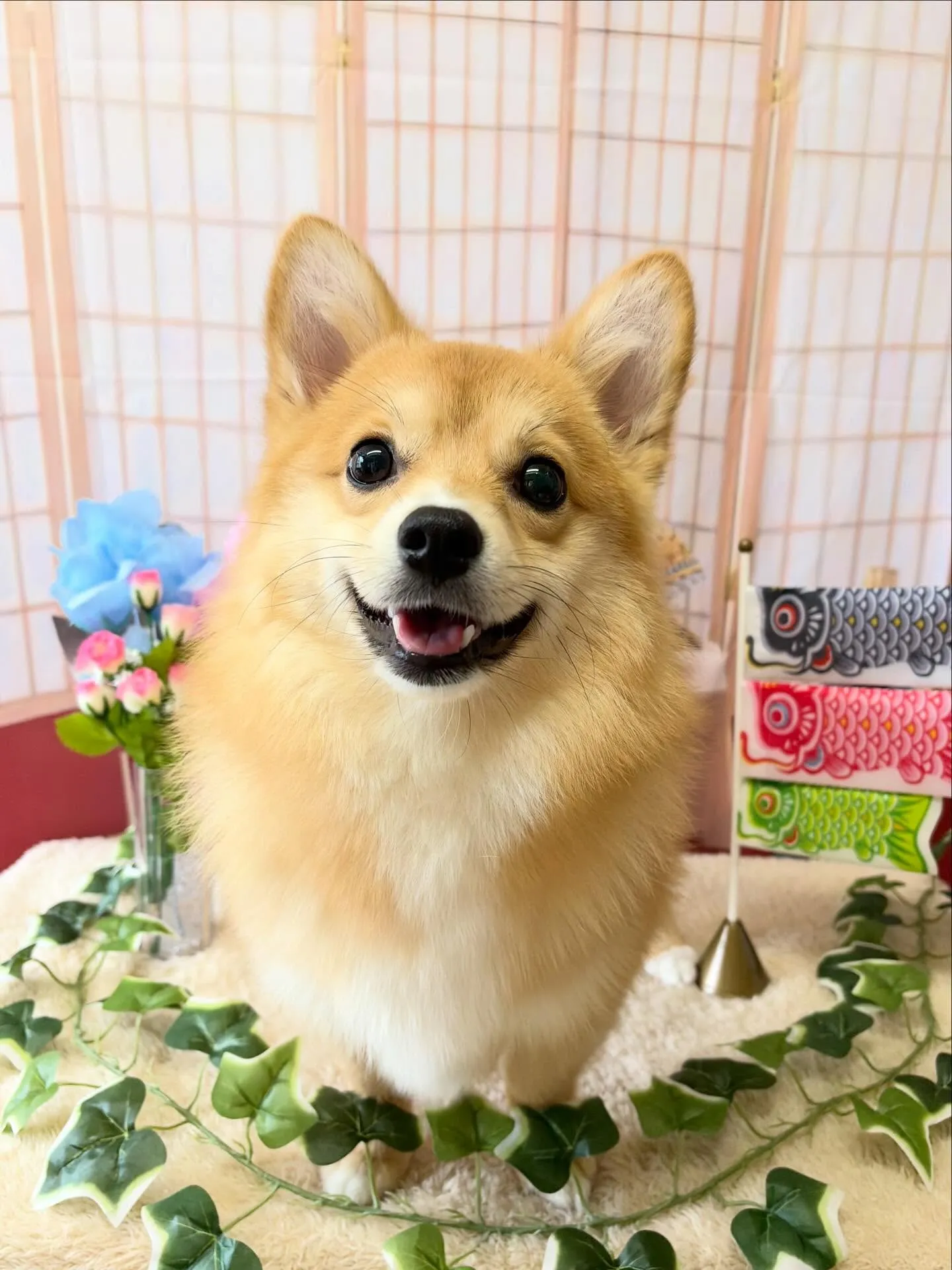 🍃5/12のトリミング🍃ミックス犬🐶|名東区・千種区・守山区...