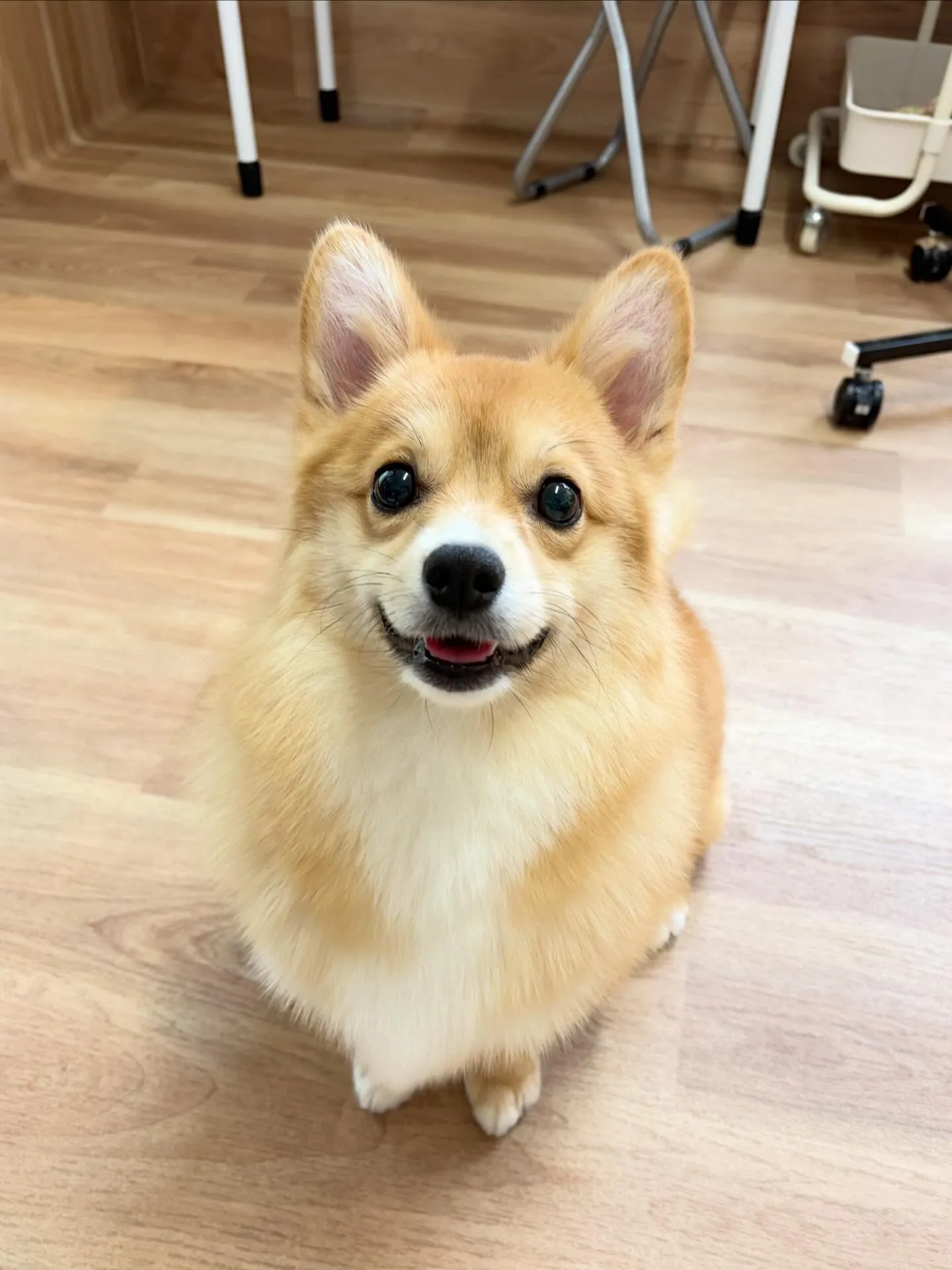 🍃5/12のトリミング🍃ミックス犬🐶|名東区・千種区・守山区...