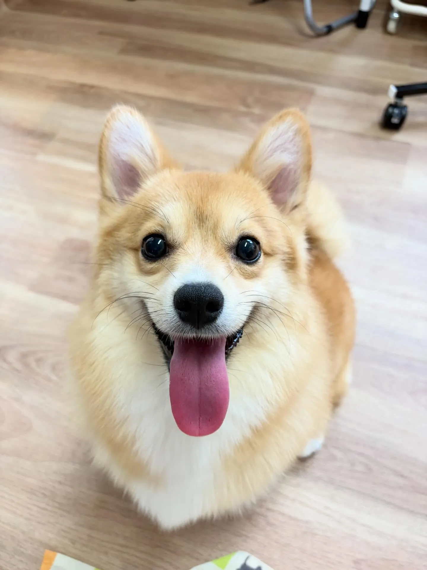 🍃5/12のトリミング🍃ミックス犬🐶|名東区・千種区・守山区...