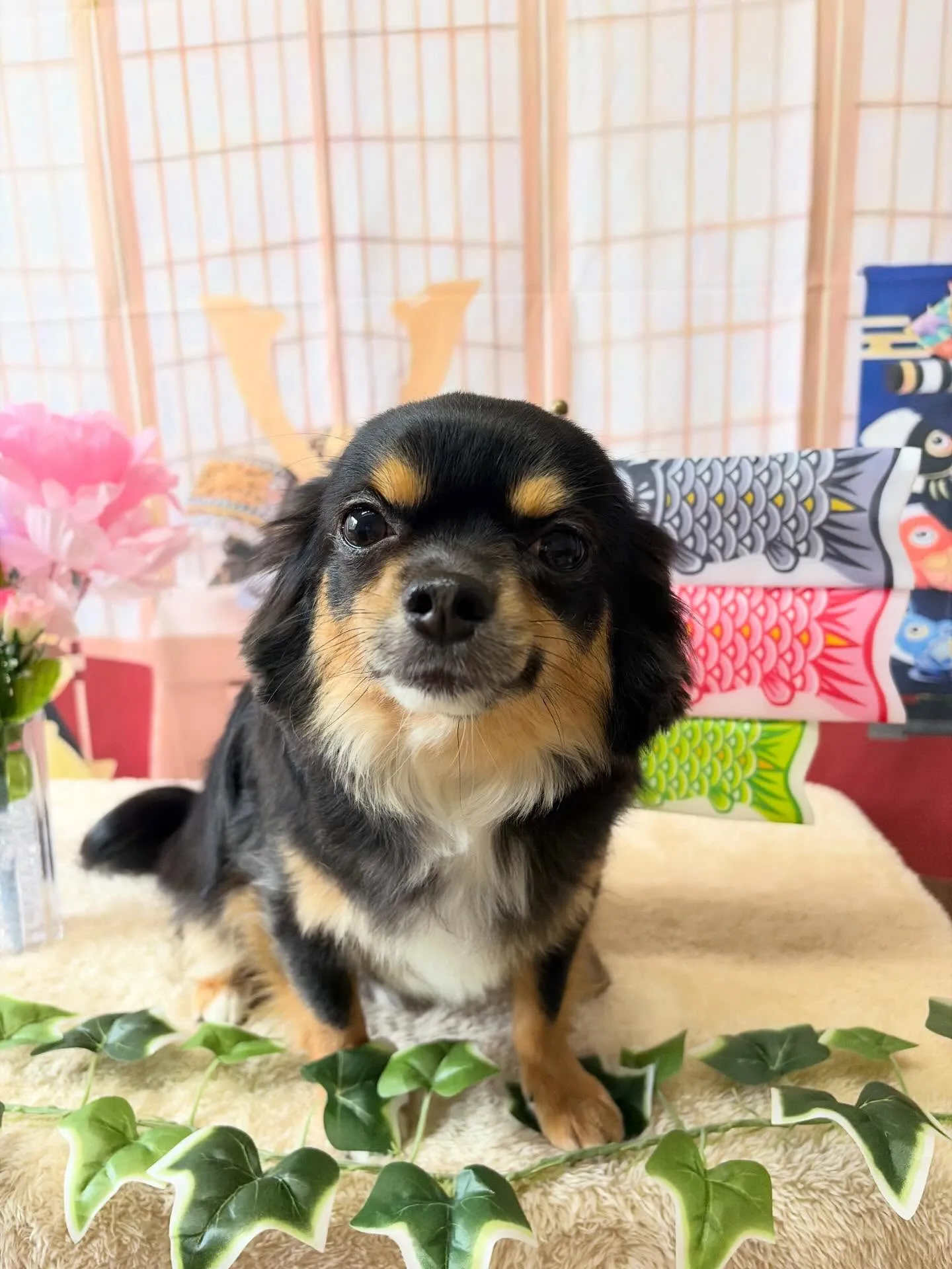 🍃5/12のトリミング🍃チワワ🐶｜名東区・千種区・守山区の動...