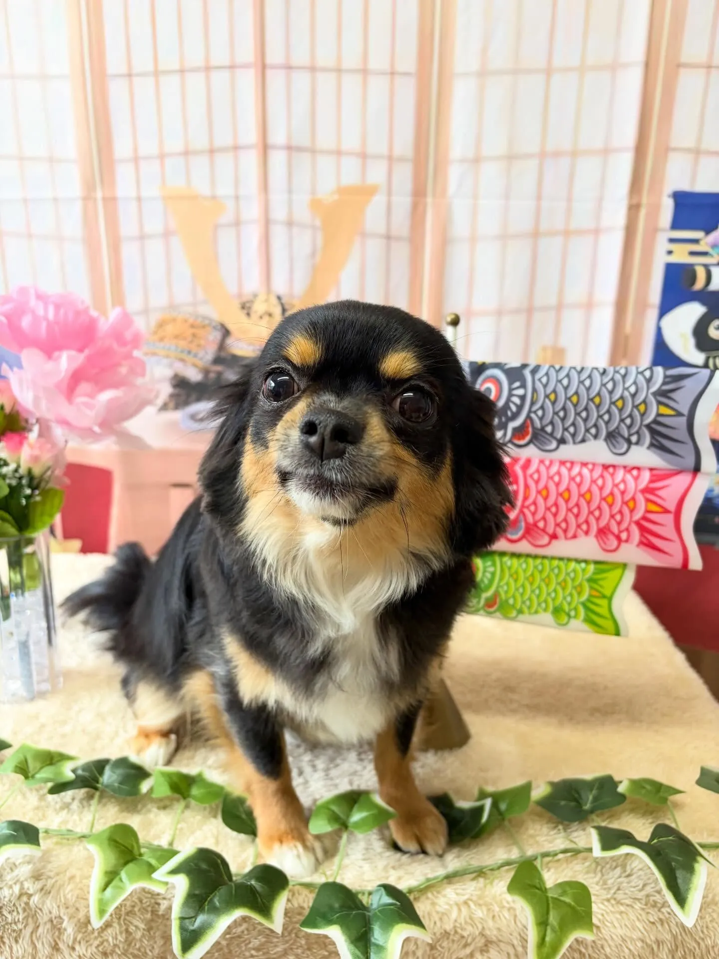 🍃5/12のトリミング🍃チワワ🐶｜名東区・千種区・守山区の動...