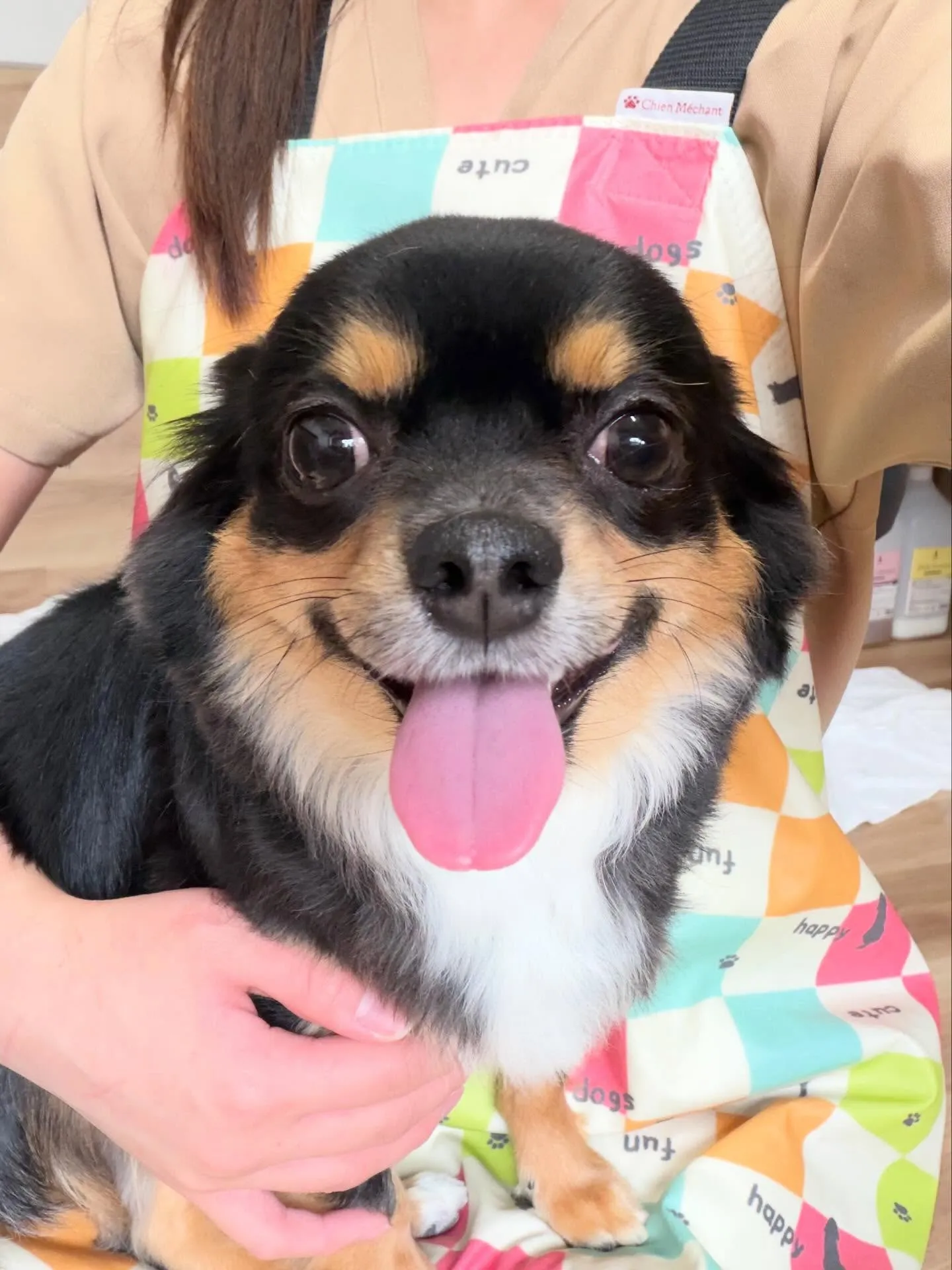 🍃5/12のトリミング🍃チワワ🐶｜名東区・千種区・守山区の動...