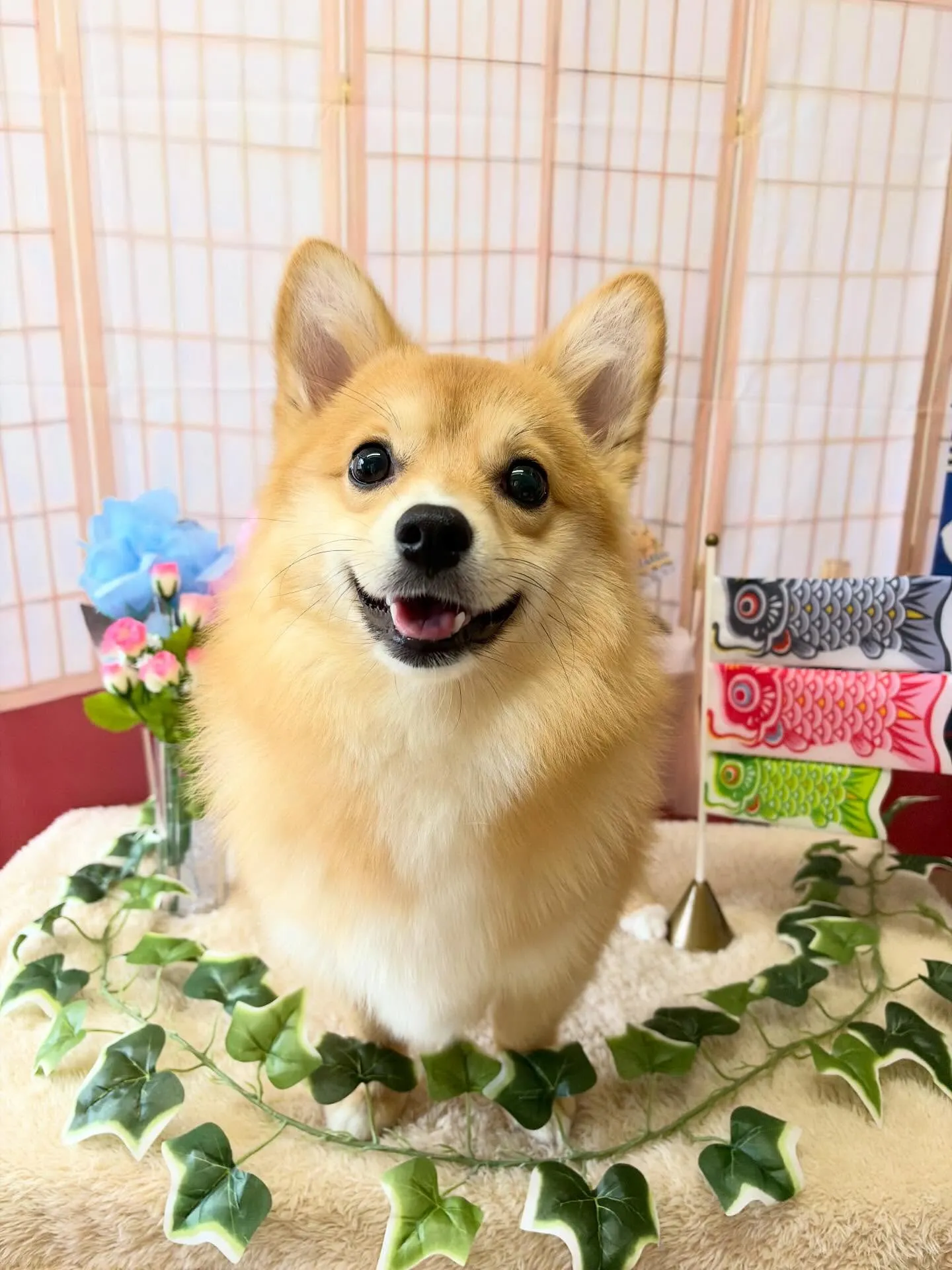 🍃5/12のトリミング🍃ミックス犬🐶｜名東区・千種区・守山区...