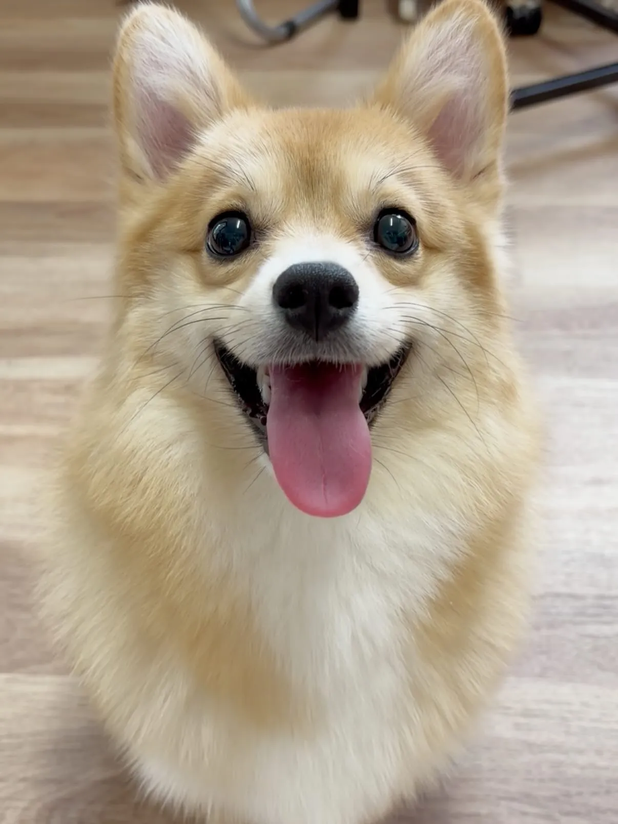 🍃5/12のトリミング🍃ミックス犬🐶|名東区・千種区・守山区...