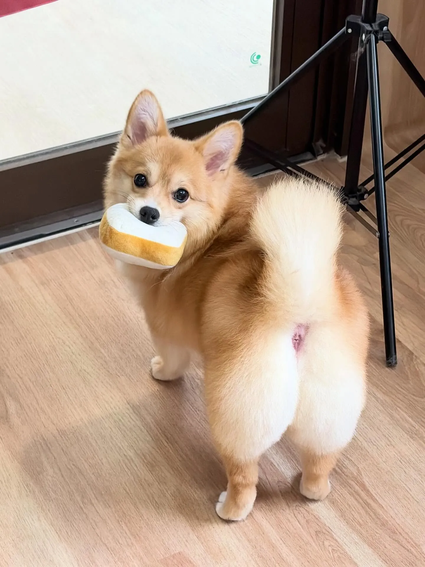 🍃5/12のトリミング🍃ミックス犬🐶|名東区・千種区・守山区...