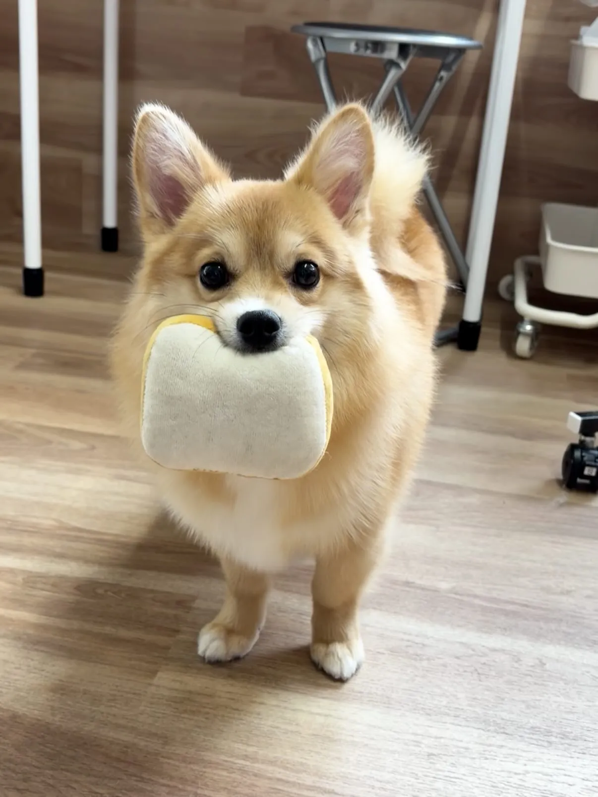 🍃5/12のトリミング🍃ミックス犬🐶|名東区・千種区・守山区...