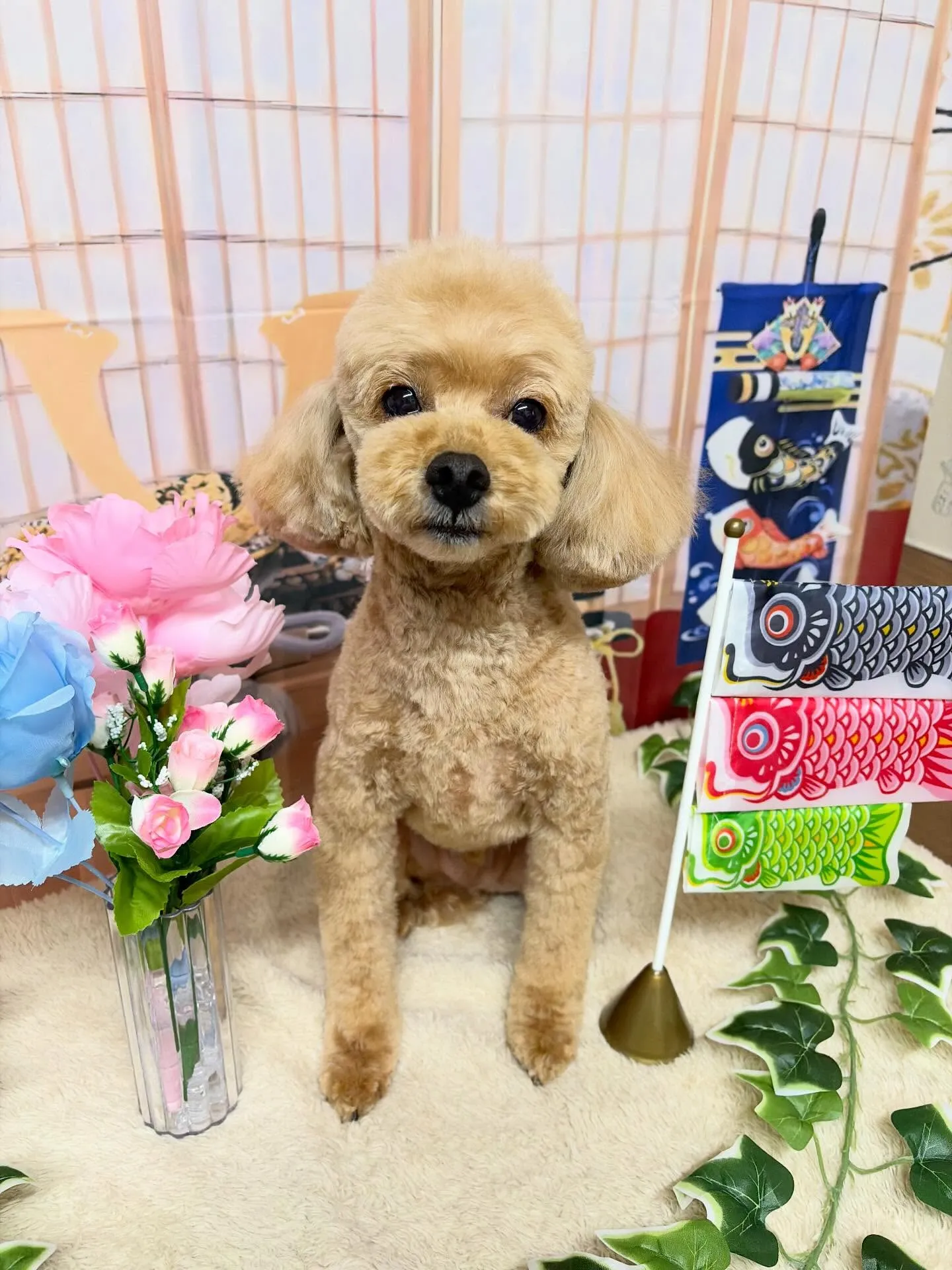 🍃5/13のトリミング🍃プードル🐶｜名東区・千種区・守山区の...