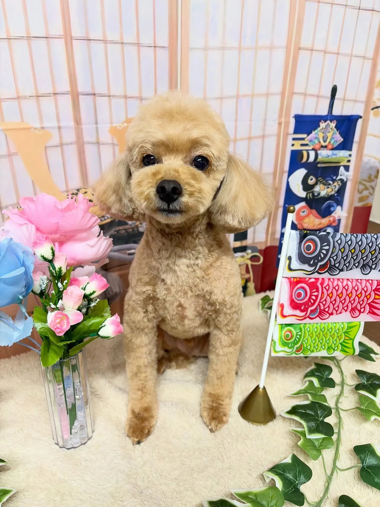 🍃5/13のトリミング🍃プードル🐶|名東区・千種区・守山区の...