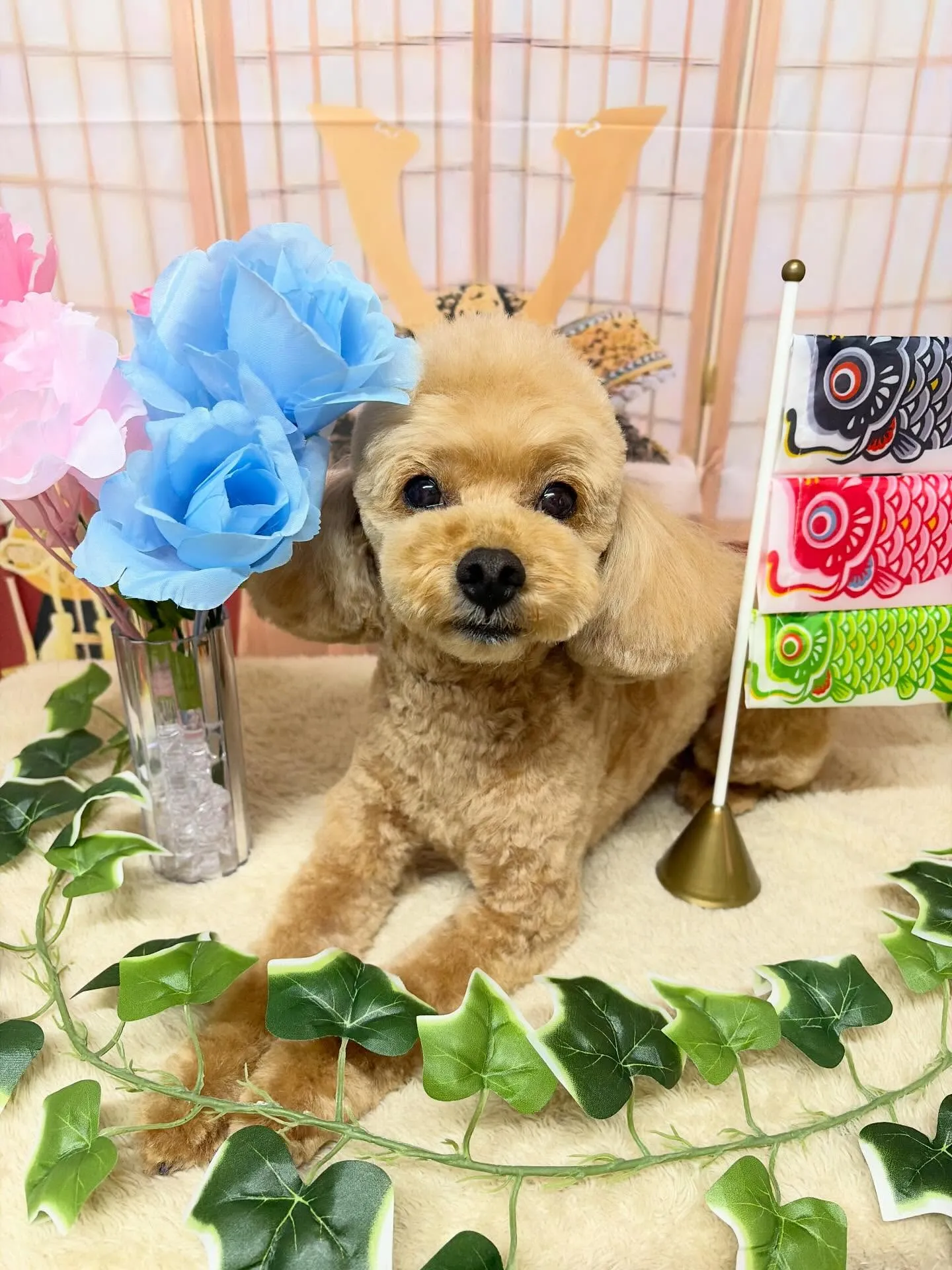 🍃5/13のトリミング🍃プードル🐶|名東区・千種区・守山区の...