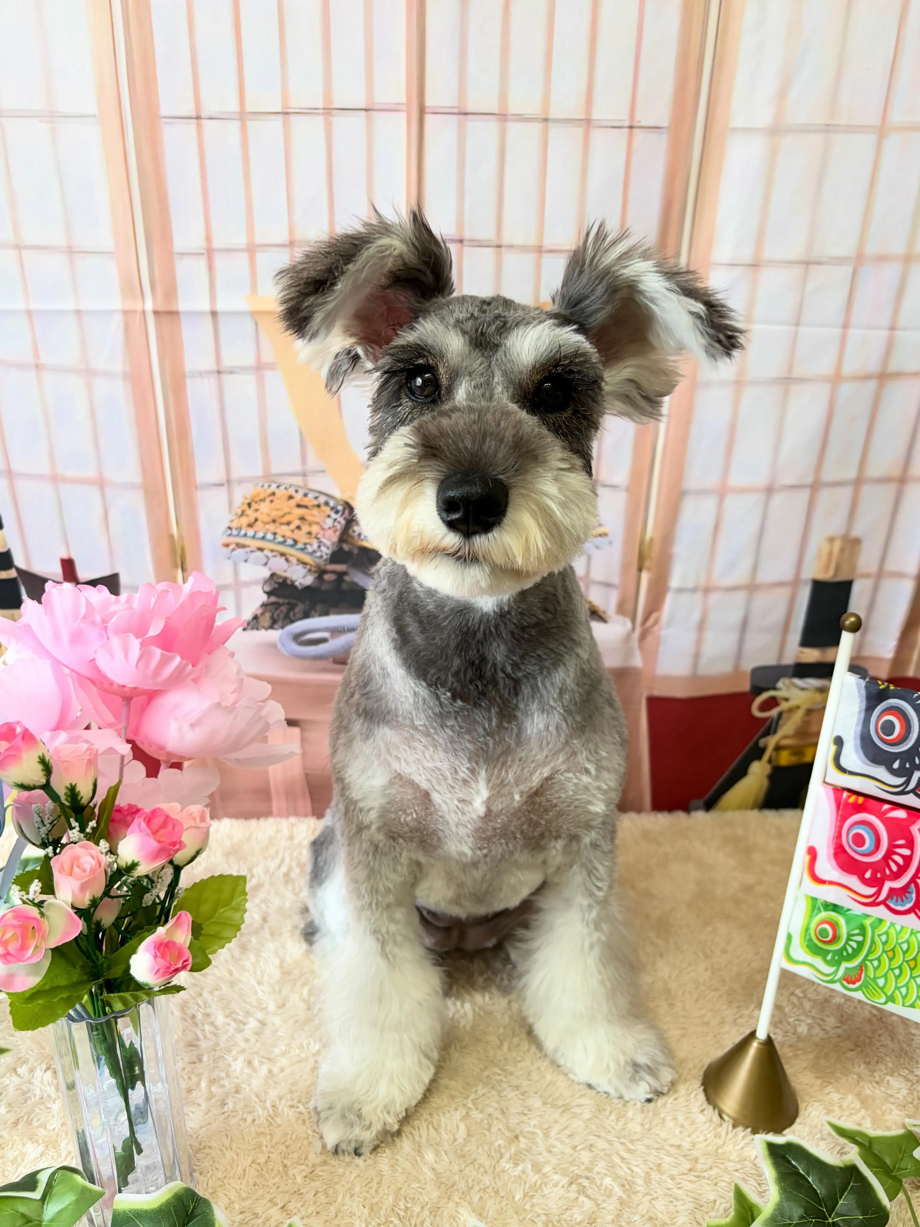 🍃5/13のトリミング🍃シュナウザー🐶｜名東区・千種区・守山...