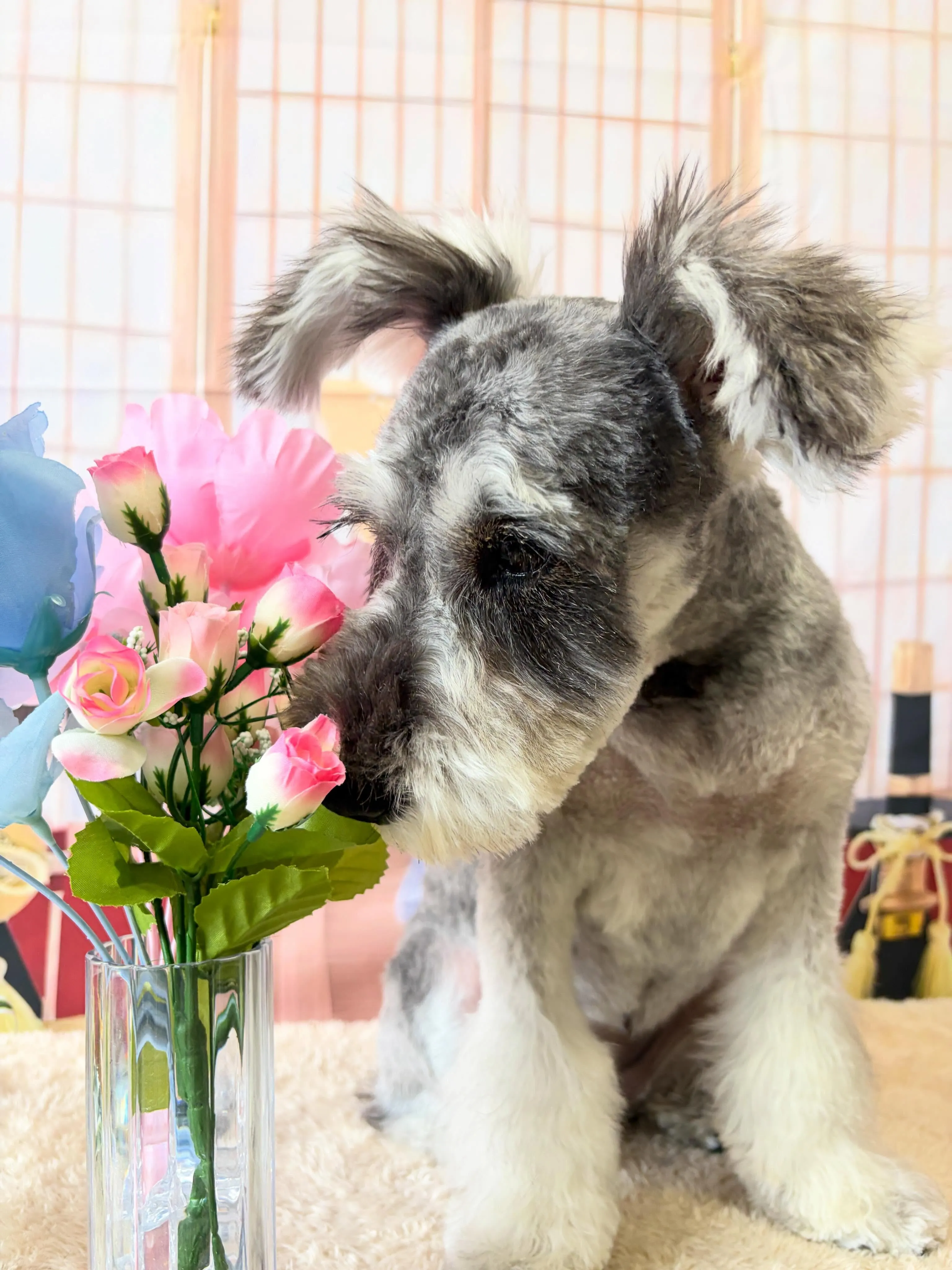 🍃5/13のトリミング🍃シュナウザー🐶｜名東区・千種区・守山...