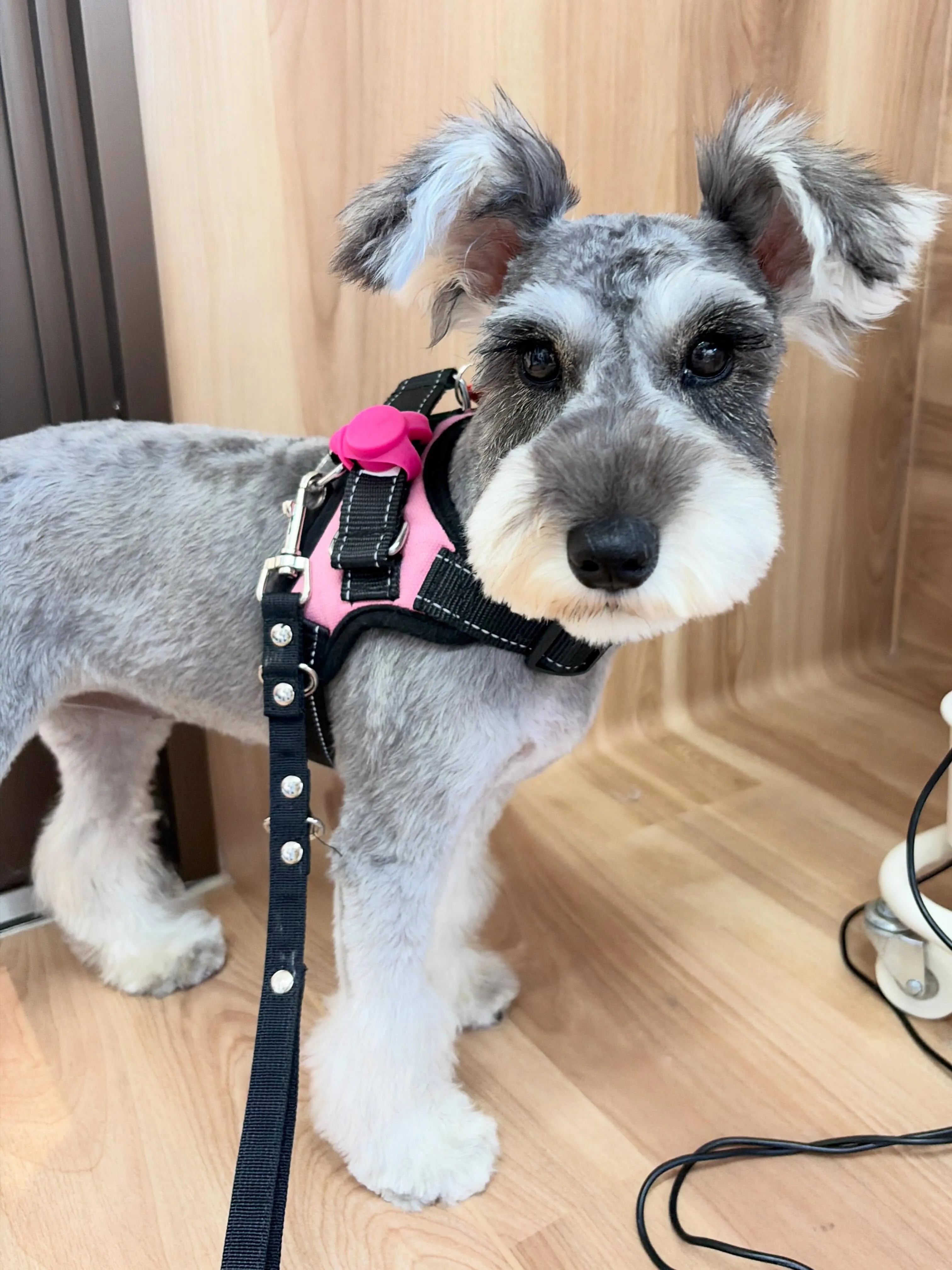 🍃5/13のトリミング🍃シュナウザー🐶｜名東区・千種区・守山...