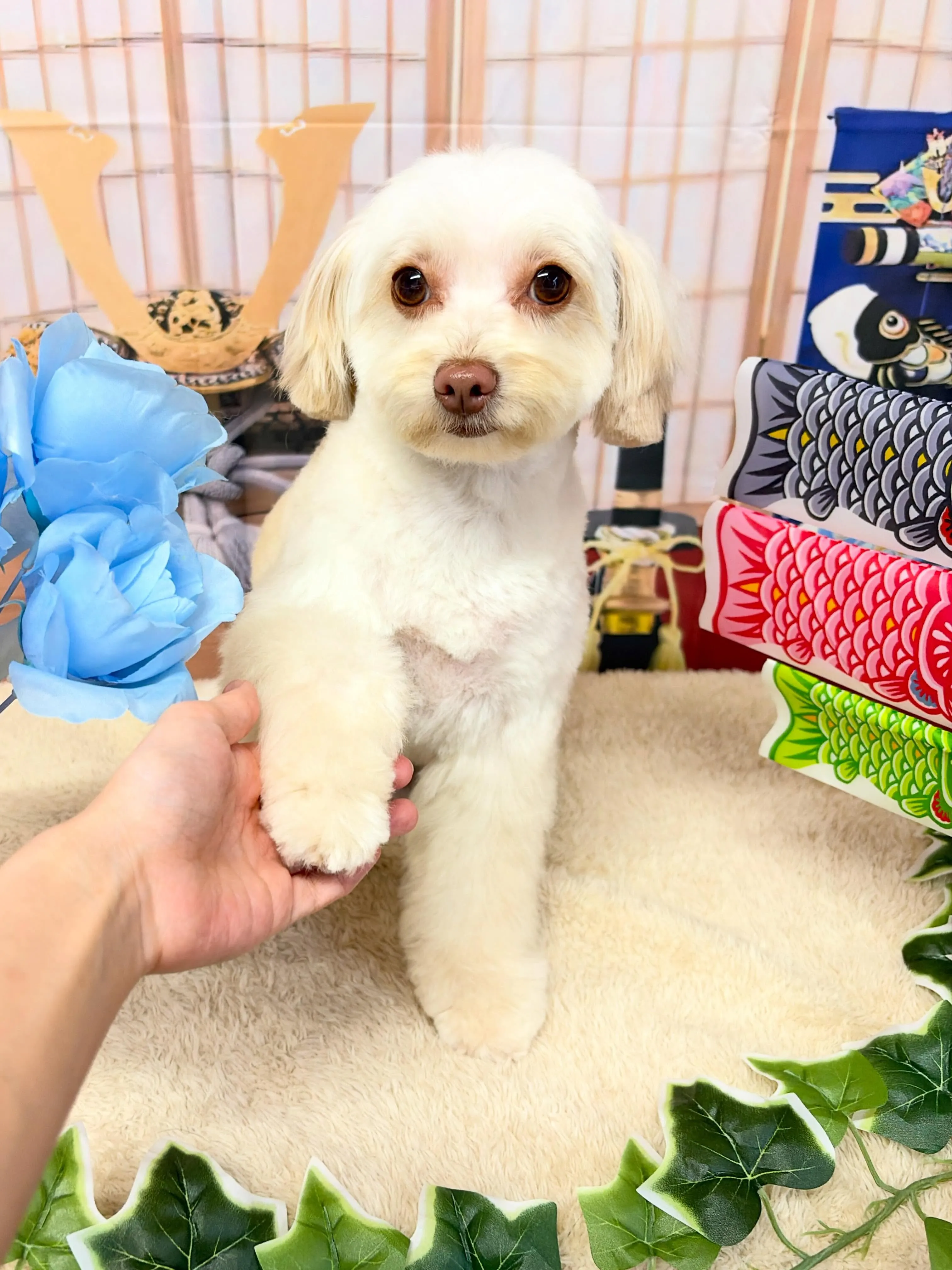🍃5/13のトリミング🍃ミックス犬🐶｜名東区・千種区・守山区...