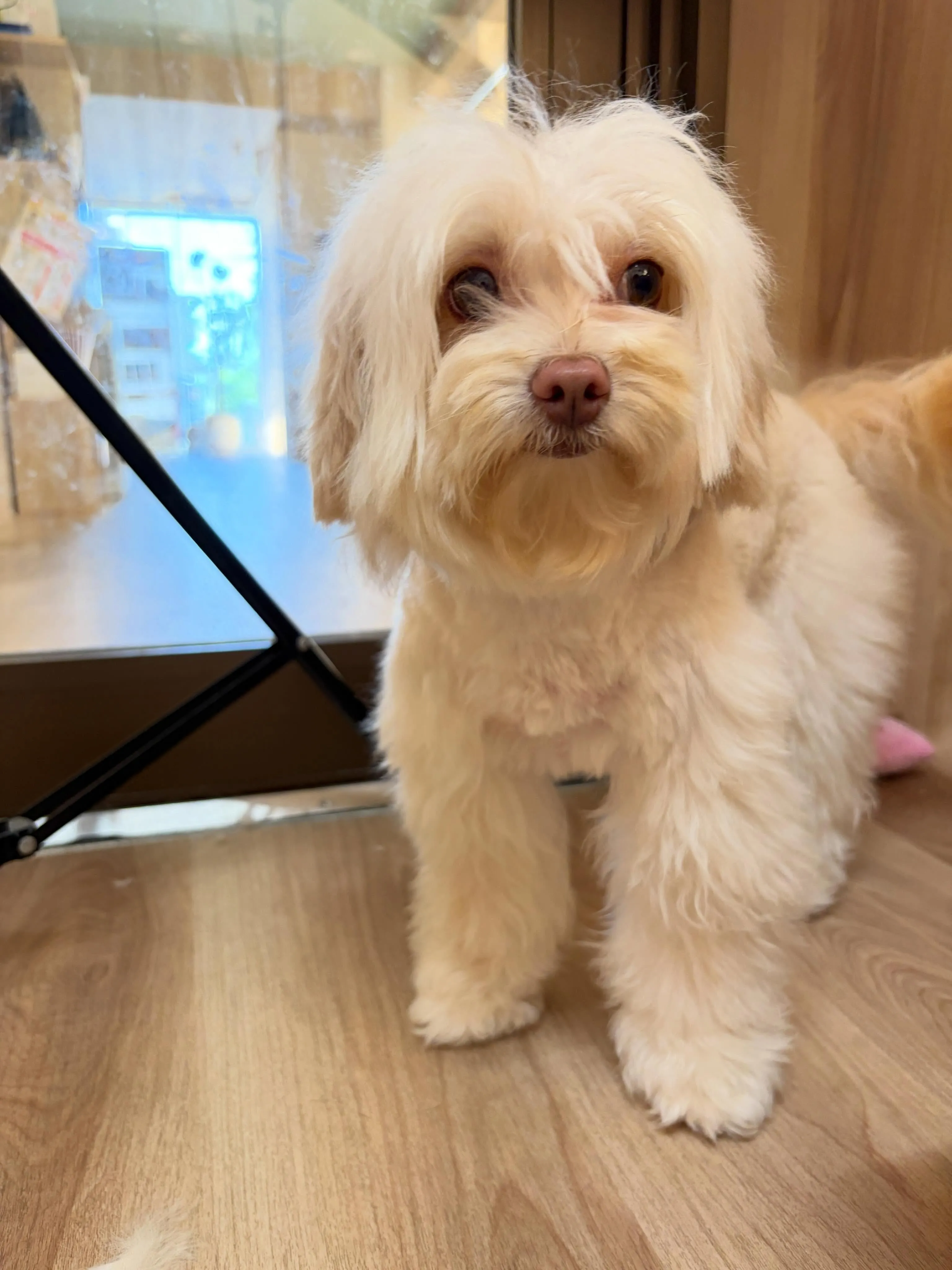 🍃5/13のトリミング🍃ミックス犬🐶｜名東区・千種区・守山区...