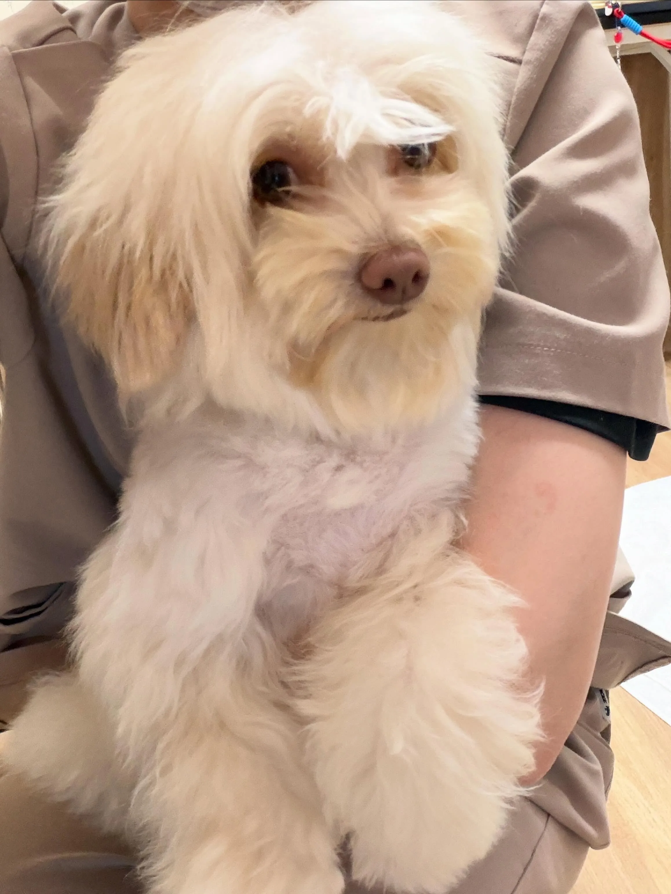 🍃5/13のトリミング🍃ミックス犬🐶｜名東区・千種区・守山区...