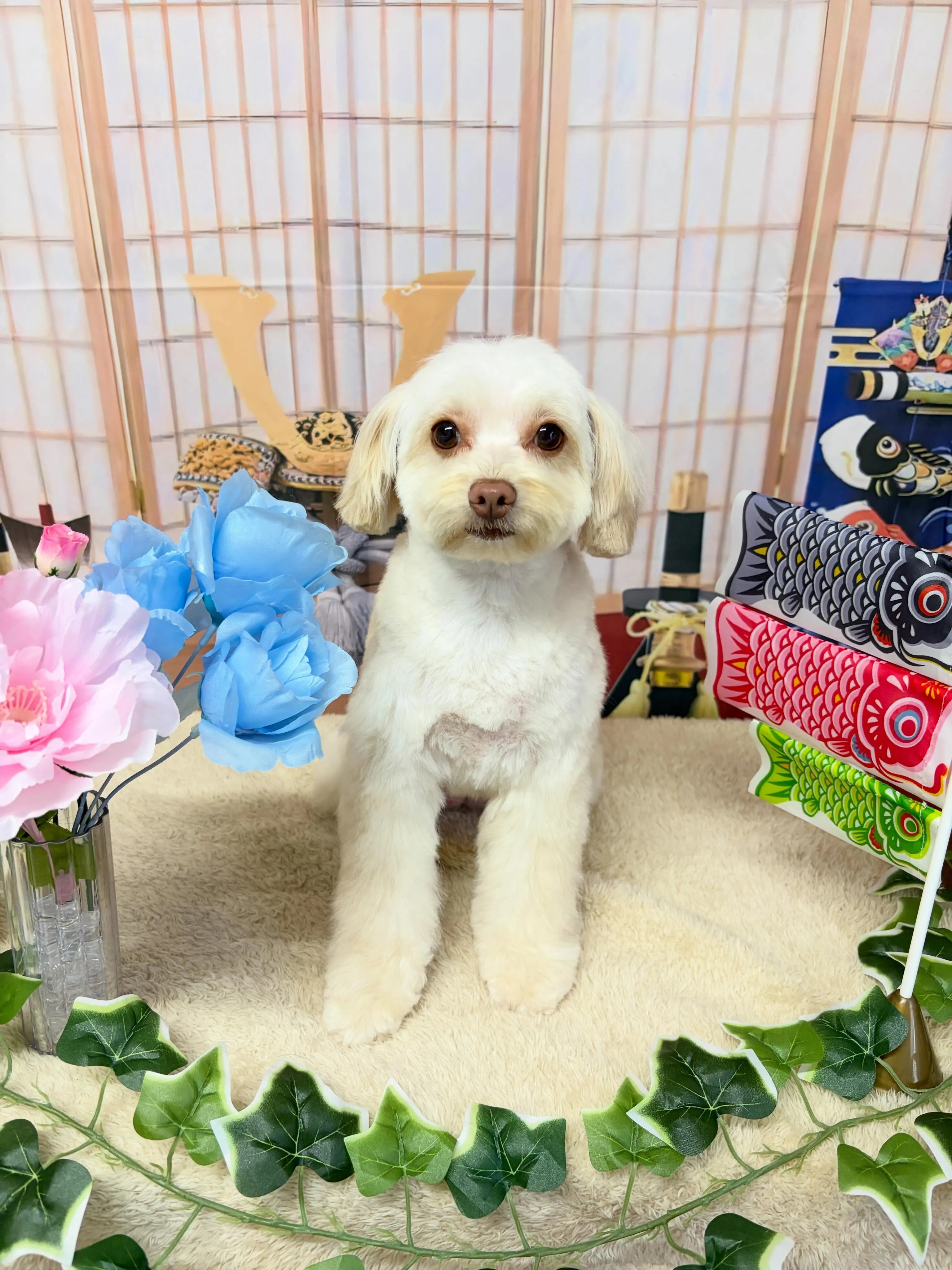 🍃5/13のトリミング🍃ミックス犬🐶｜名東区・千種区・守山区...