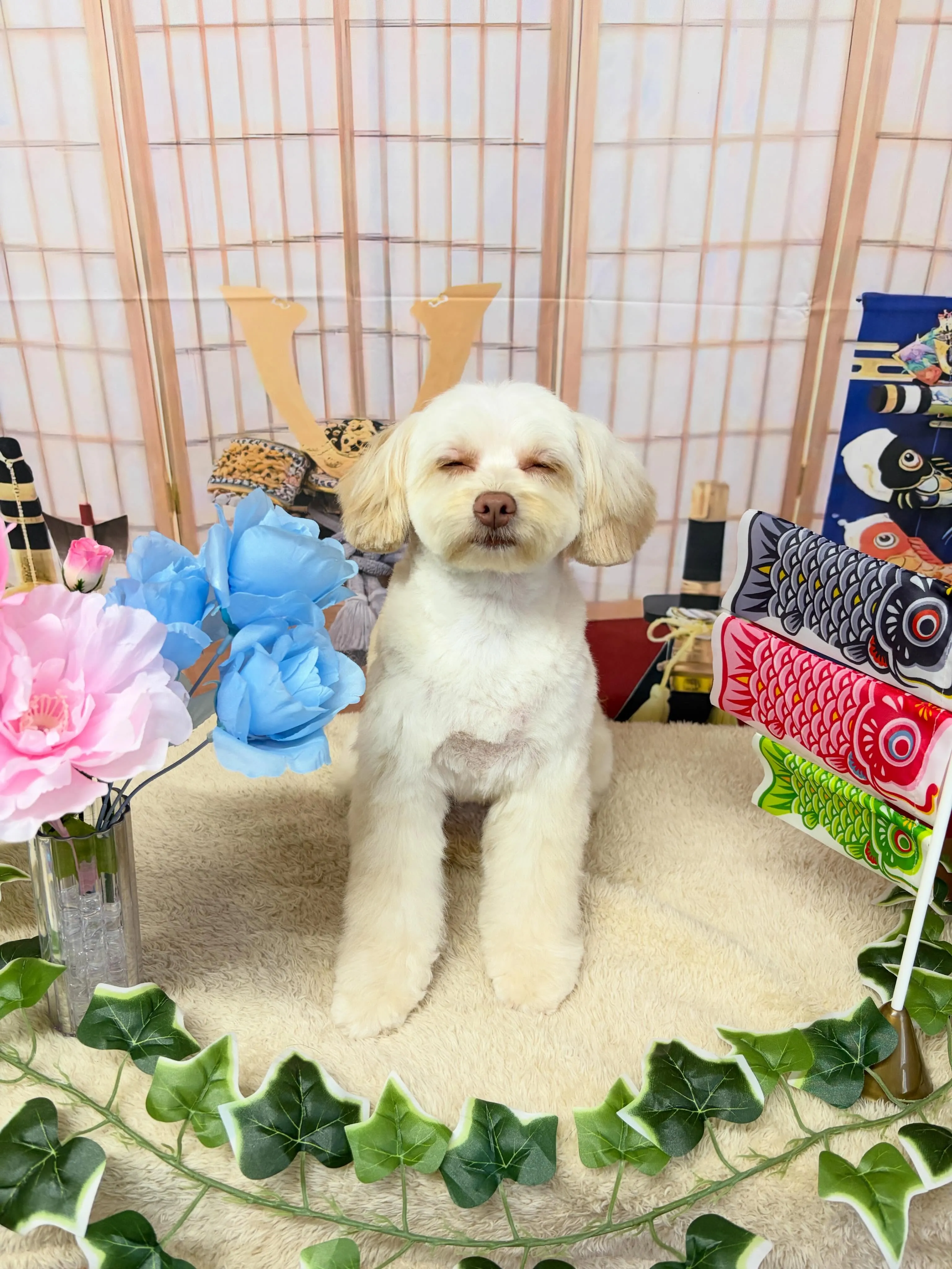 🍃5/13のトリミング🍃ミックス犬🐶｜名東区・千種区・守山区...