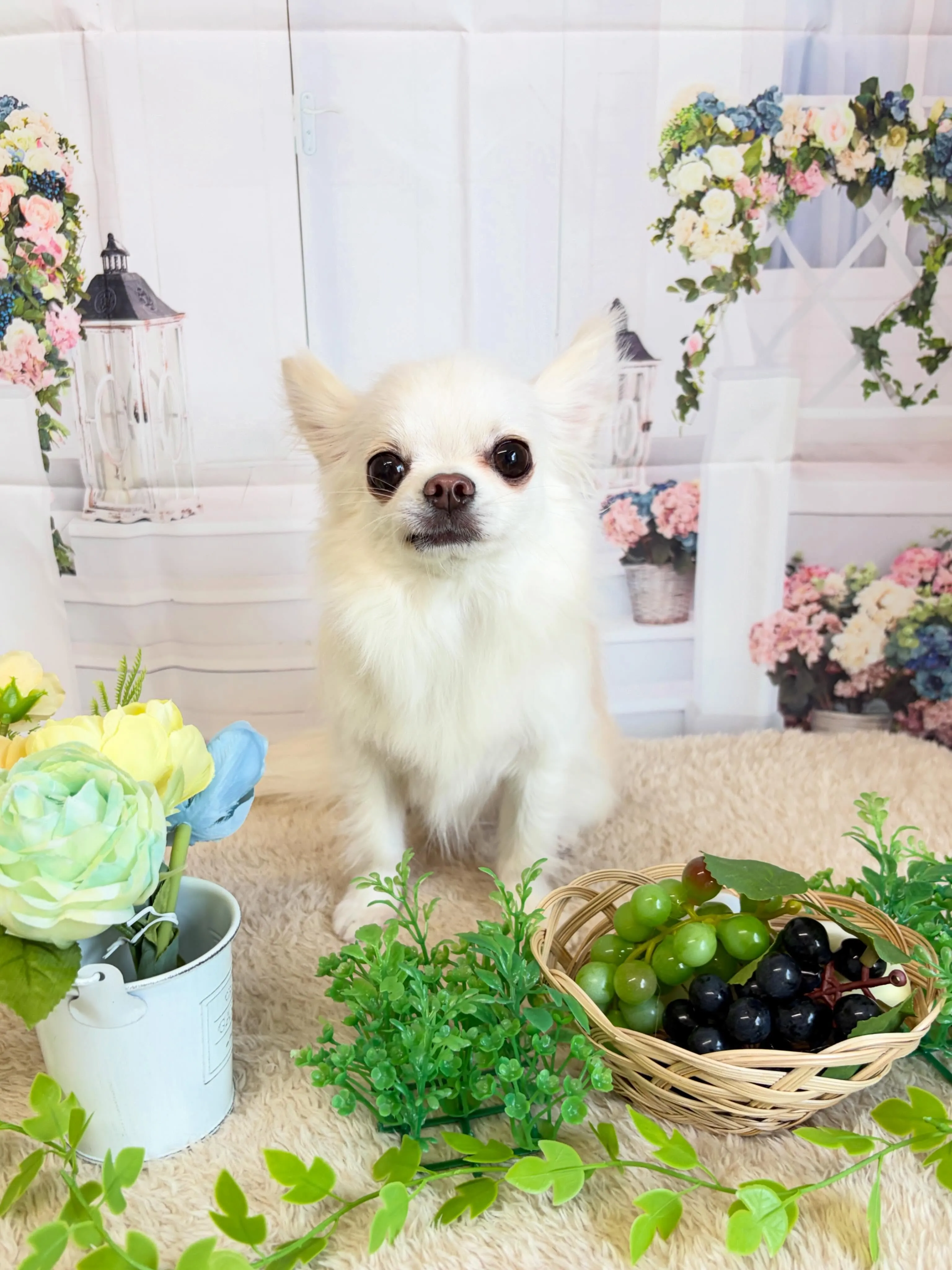 🍃5/15のトリミング🍃チワワ🐶｜名東区・千種区・守山区の動...
