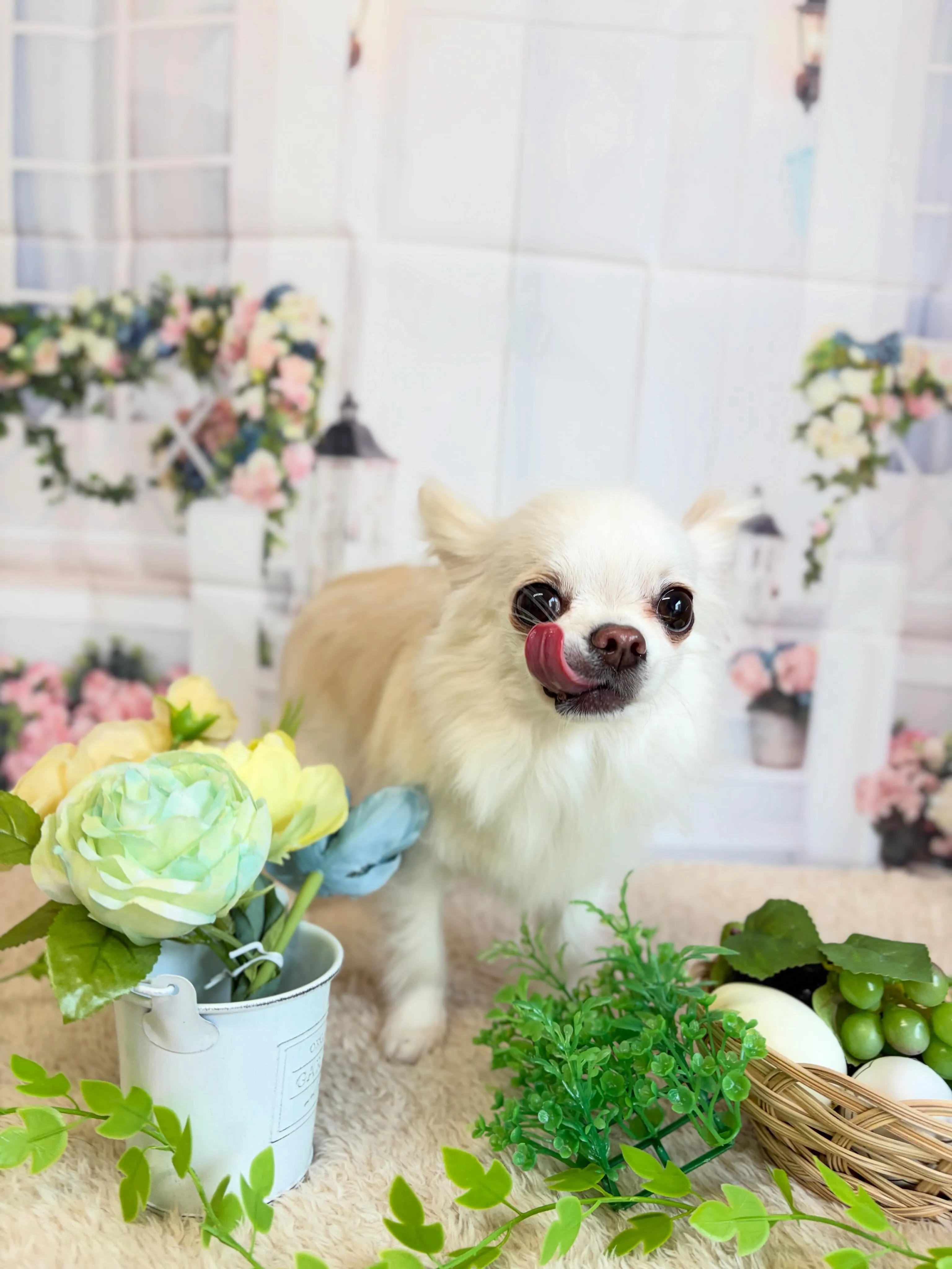 🍃5/15のトリミング🍃チワワ🐶｜名東区・千種区・守山区の動...
