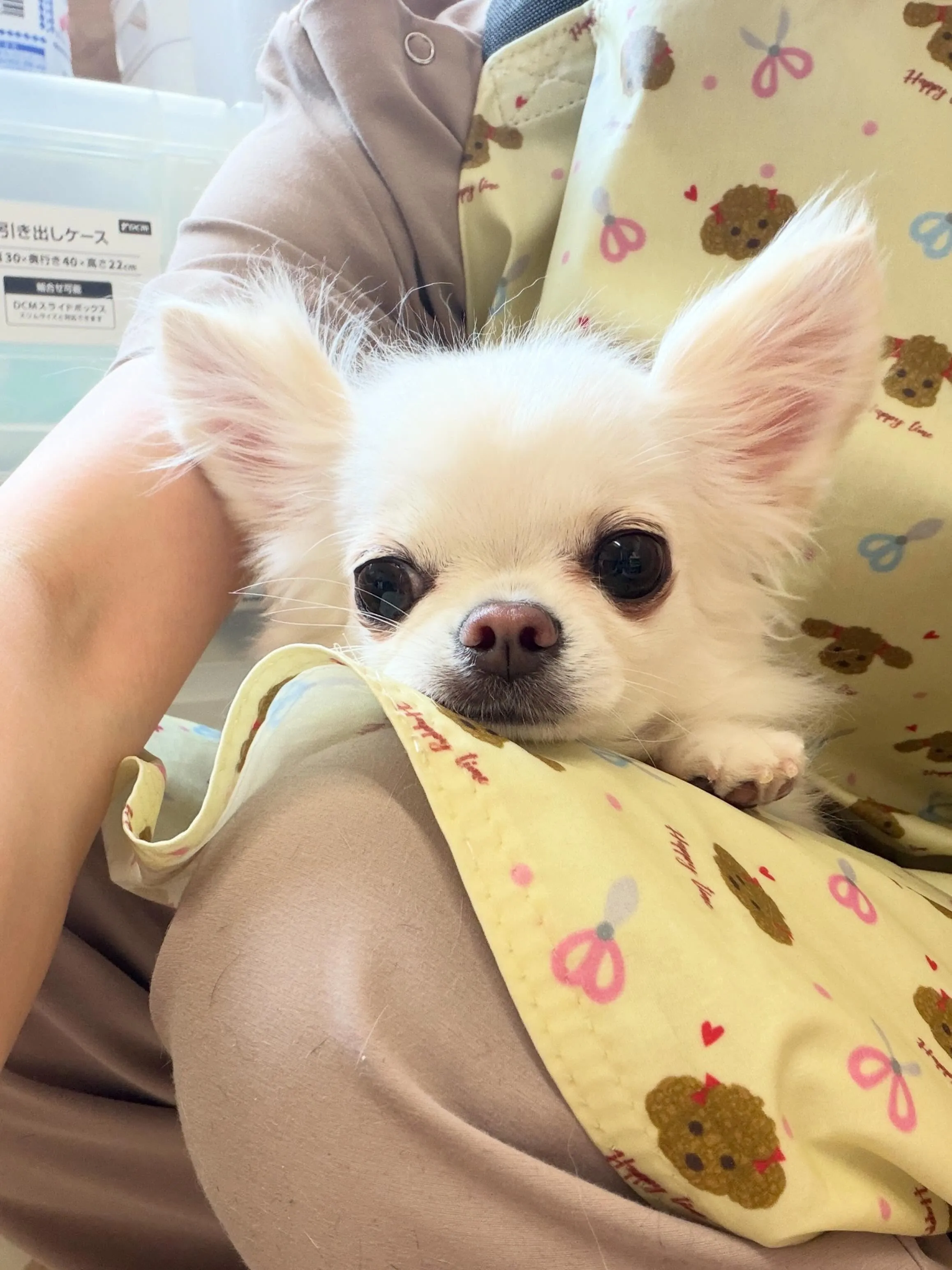 🍃5/15のトリミング🍃チワワ🐶｜名東区・千種区・守山区の動...