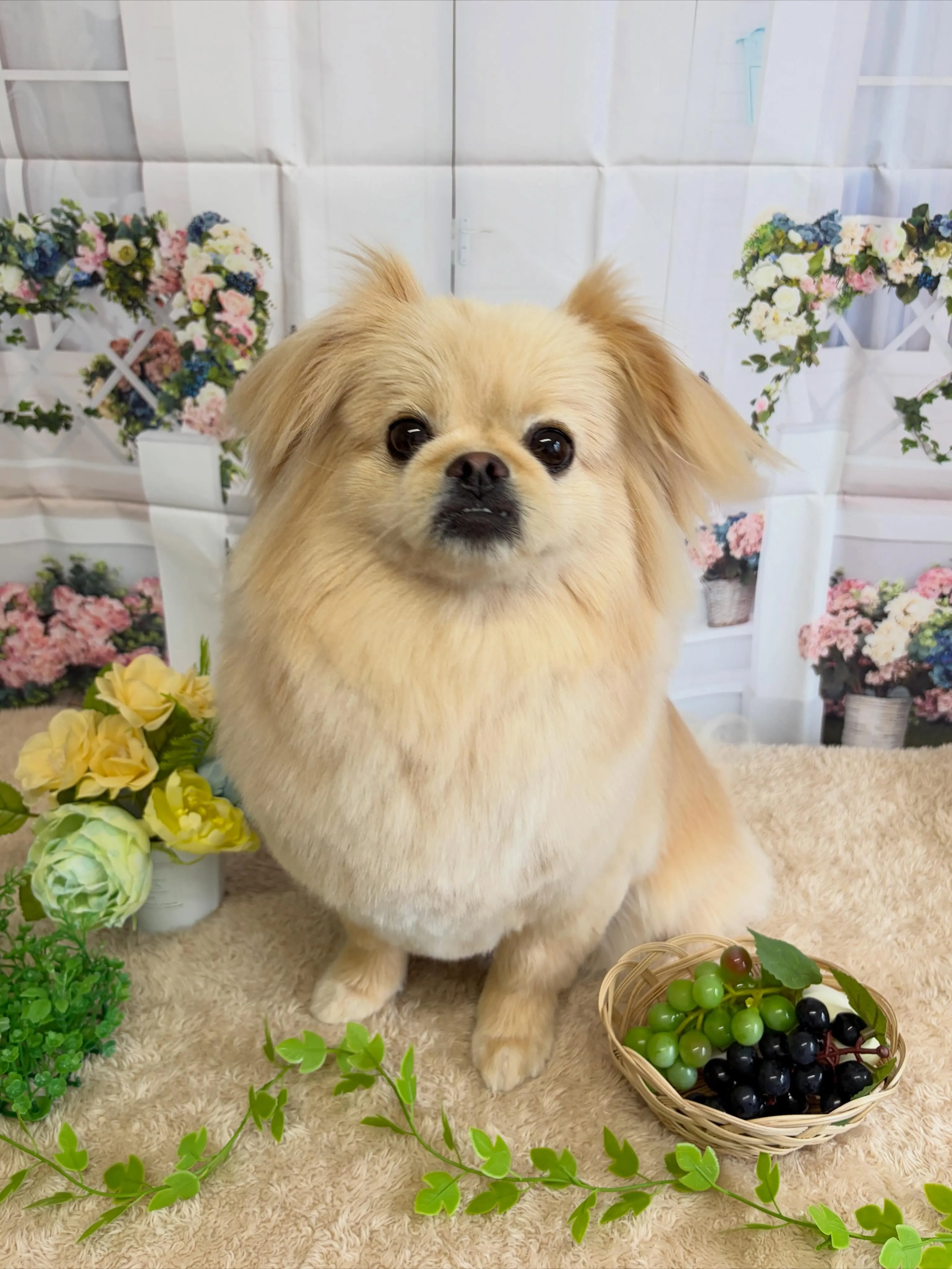 🍃5/15のトリミング🍃ミックス🐶｜名東区・千種区・守山区の...
