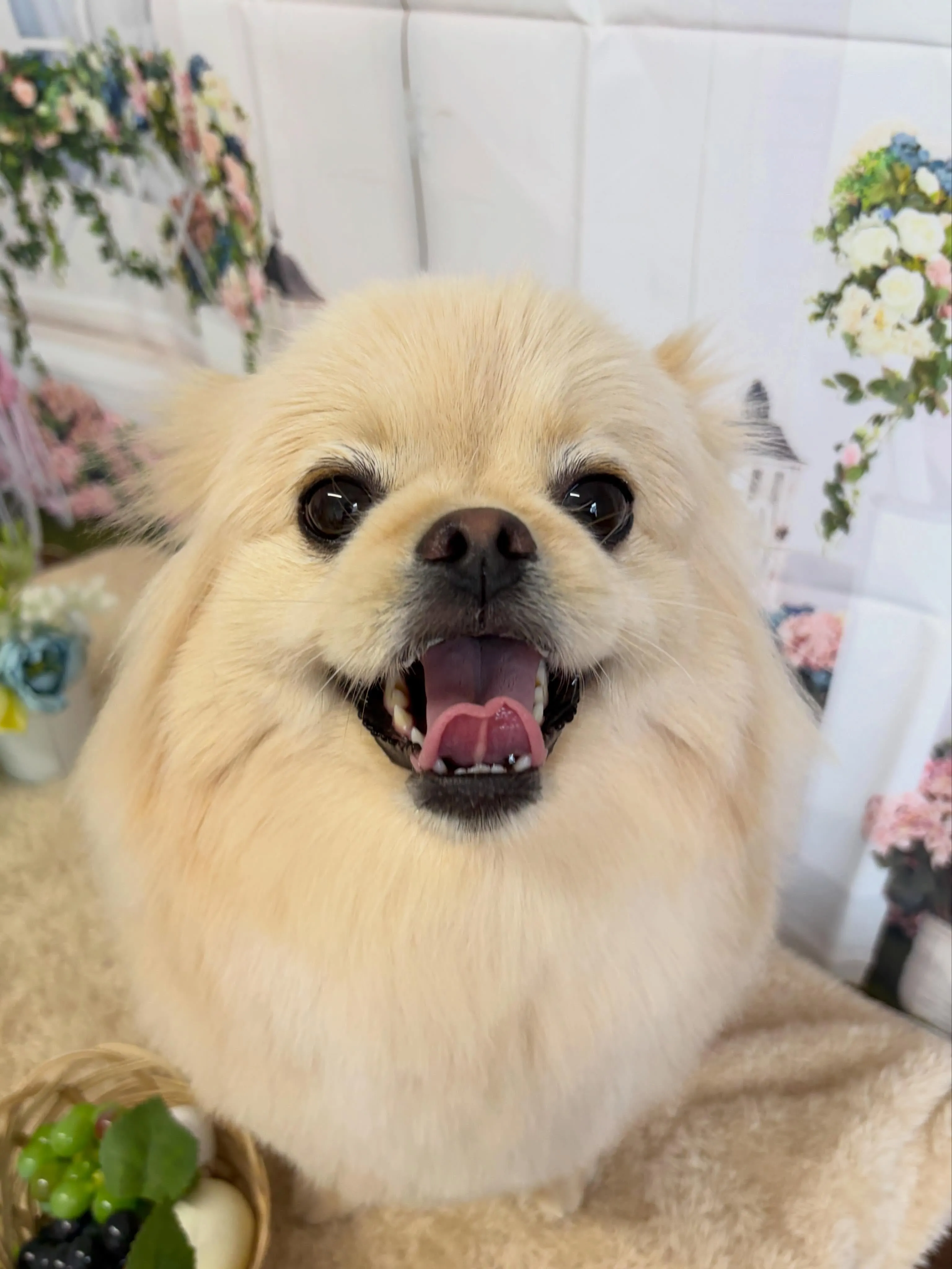 🍃5/15のトリミング🍃ミックス🐶｜名東区・千種区・守山区の...