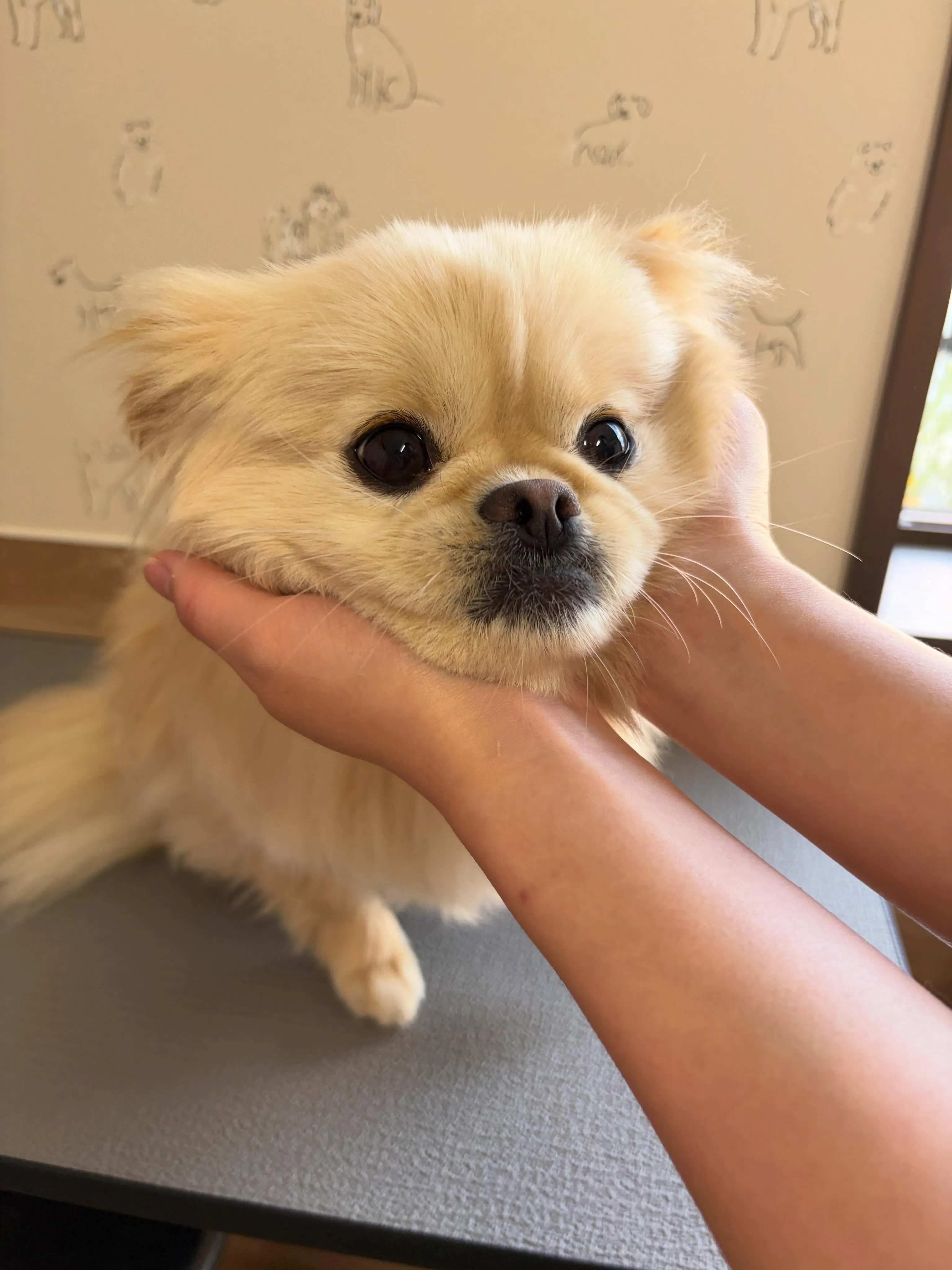🍃5/15のトリミング🍃ミックス🐶｜名東区・千種区・守山区の...