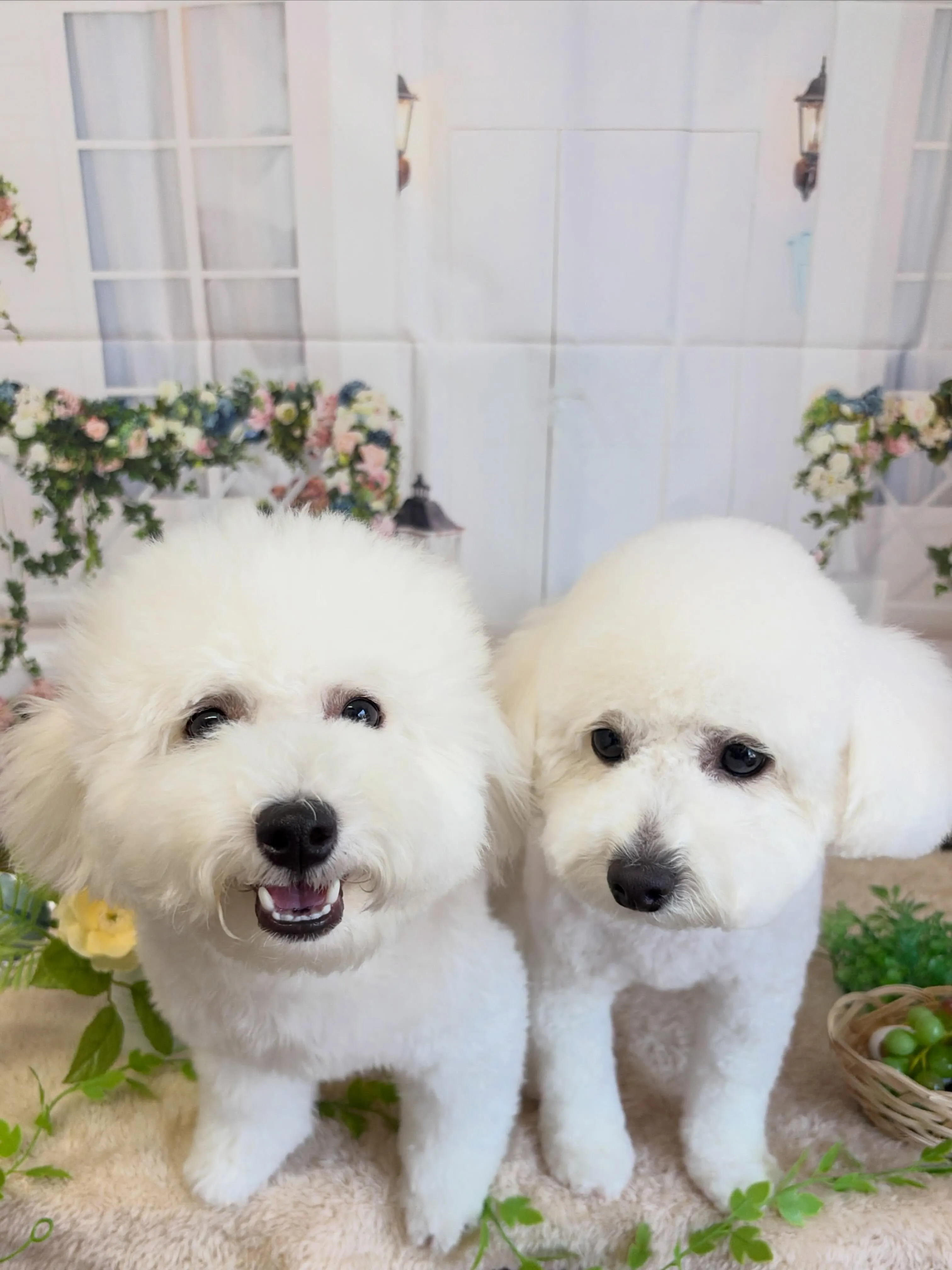 🍃5/16のトリミング🍃ミックス犬🐶｜名東区・千種区・守山区...