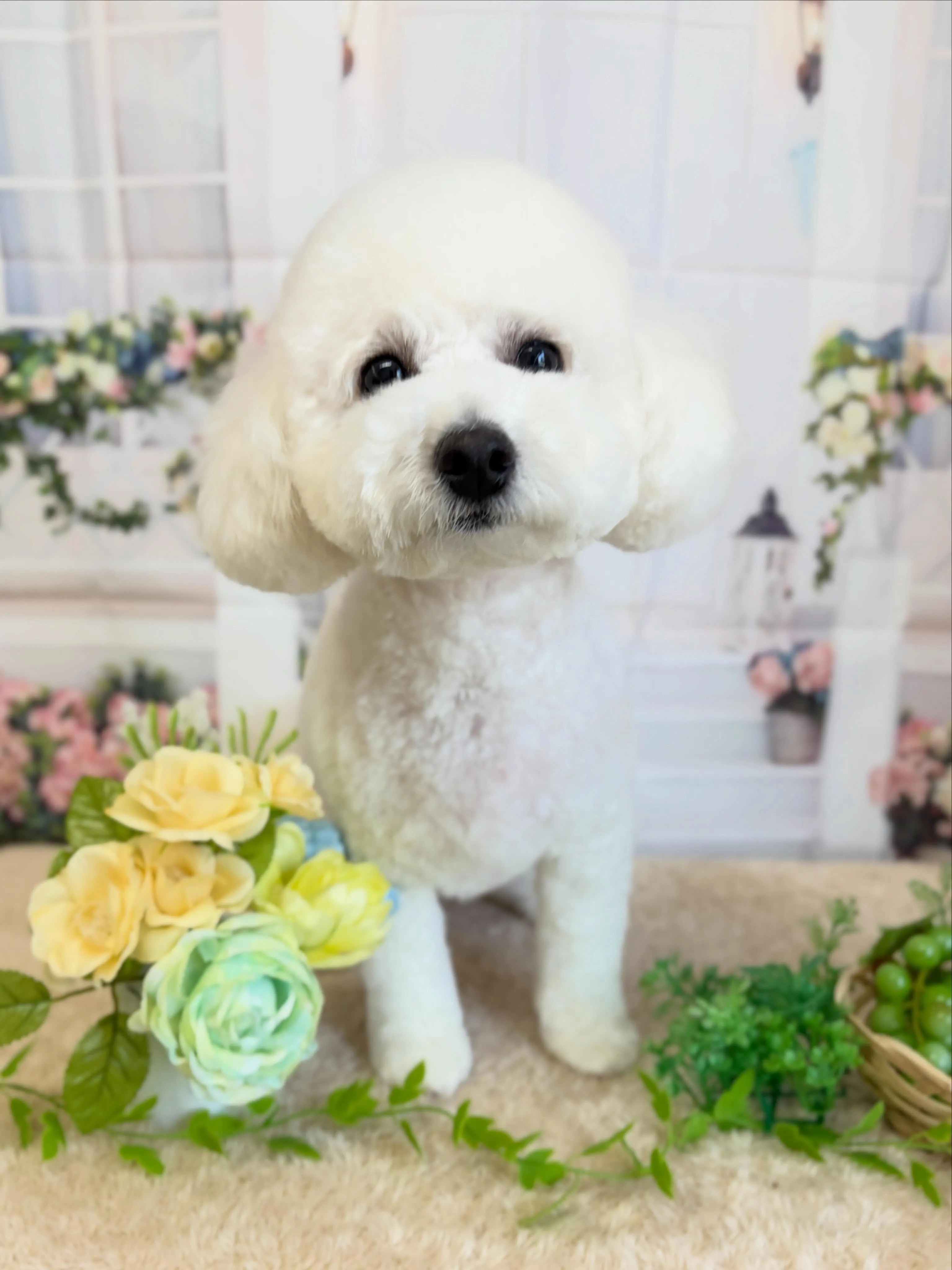 🍃5/16のトリミング🍃ミックス犬🐶｜名東区・千種区・守山区...