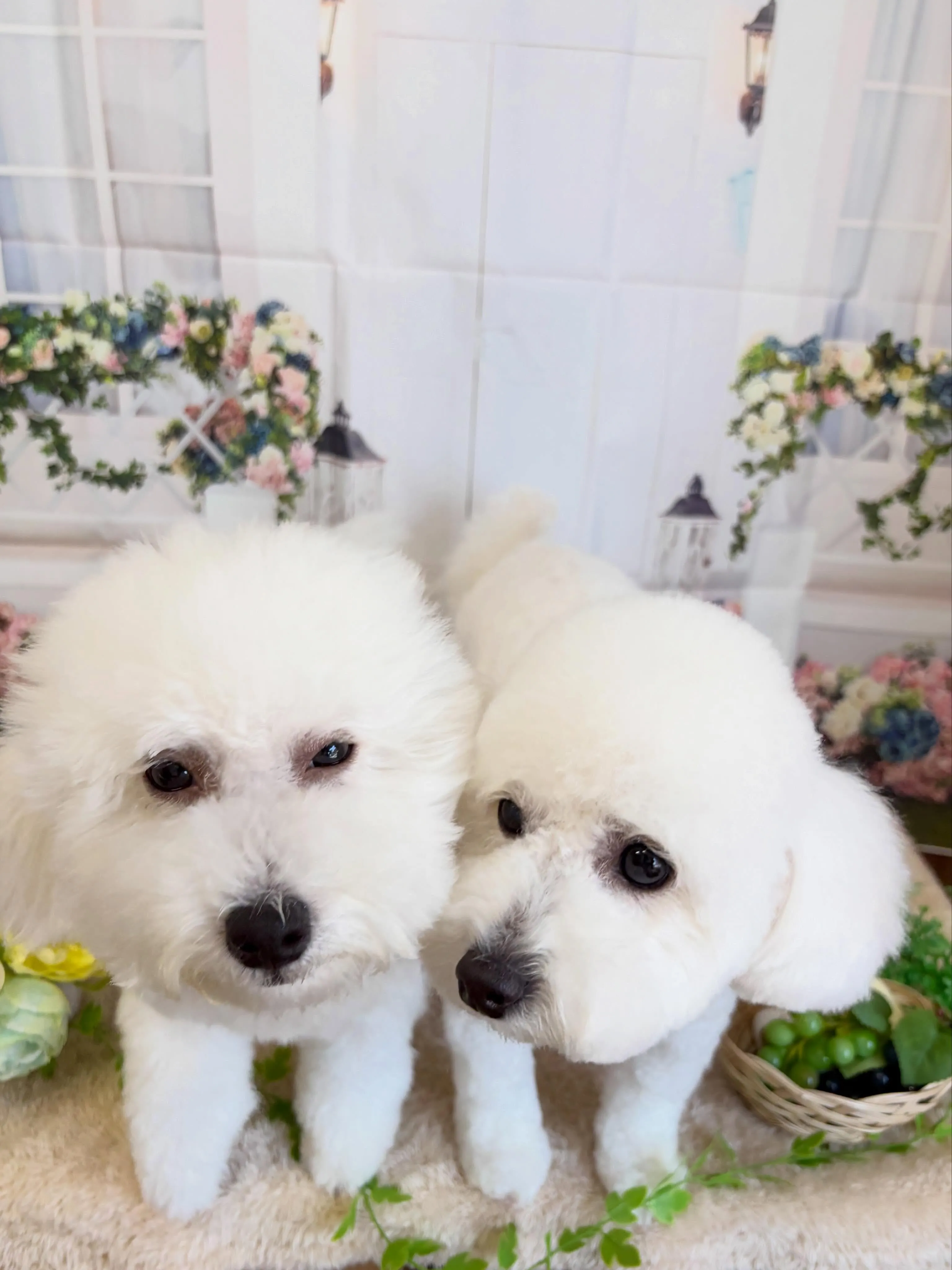 🍃5/16のトリミング🍃ミックス犬🐶｜名東区・千種区・守山区...