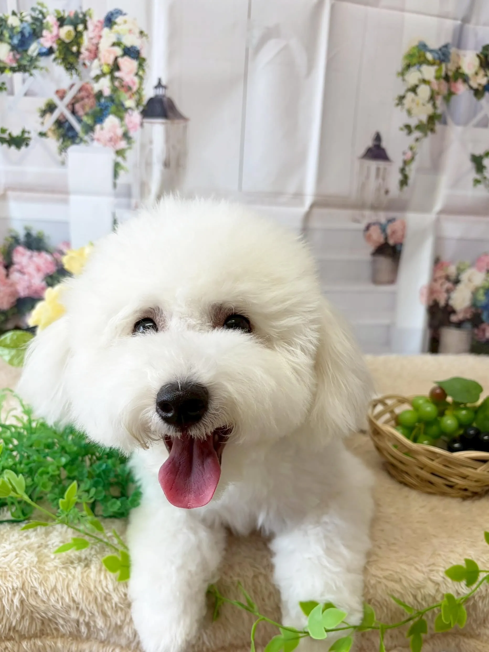 🍃5/16のトリミング🍃ミックス犬🐶｜名東区・千種区・守山区...
