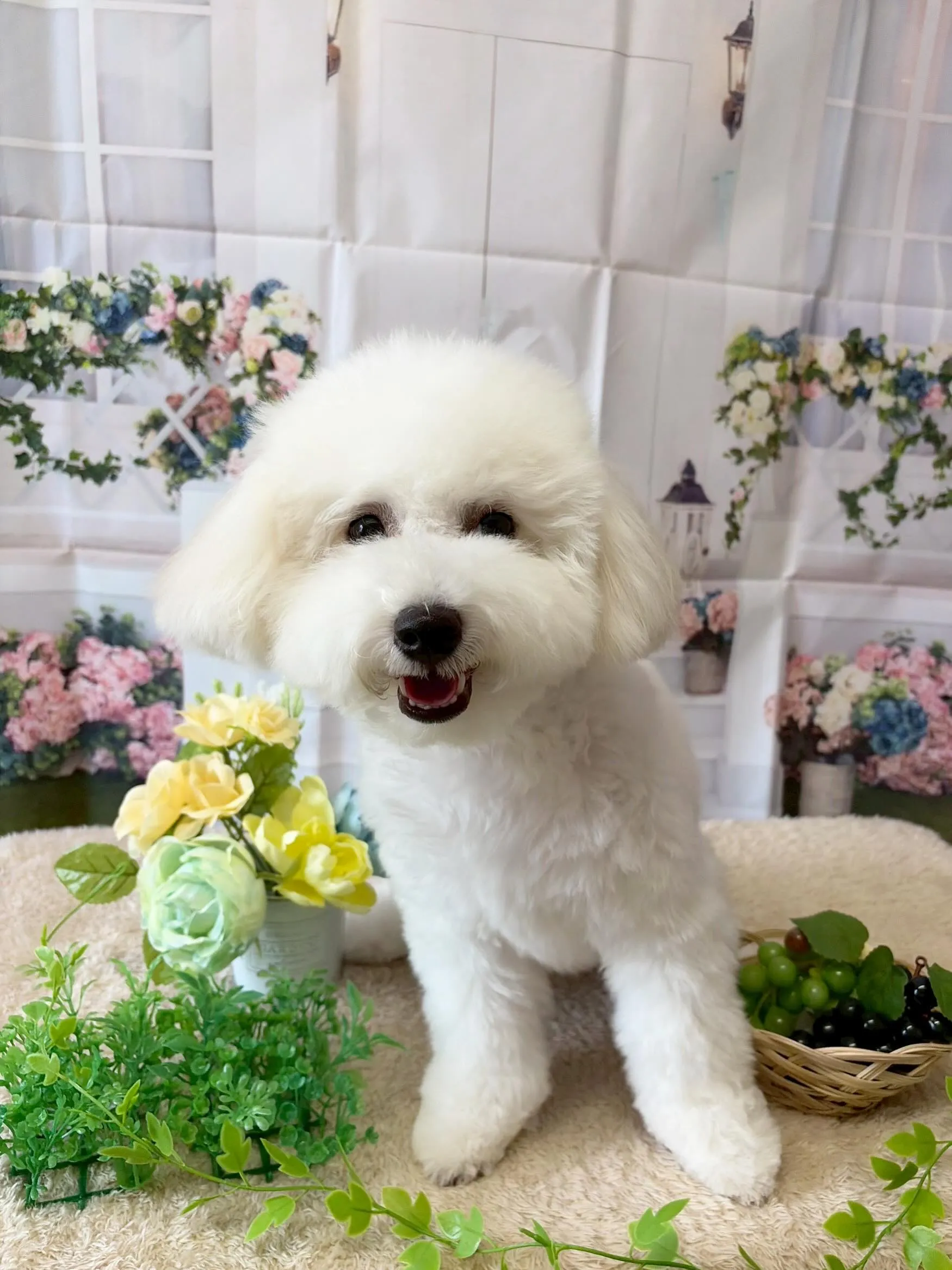🍃5/16のトリミング🍃ミックス犬🐶｜名東区・千種区・守山区...