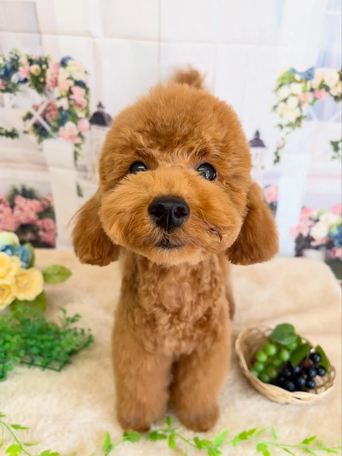🍃5/16のトリミング🍃プードル🐶|名東区・千種区・守山区の...