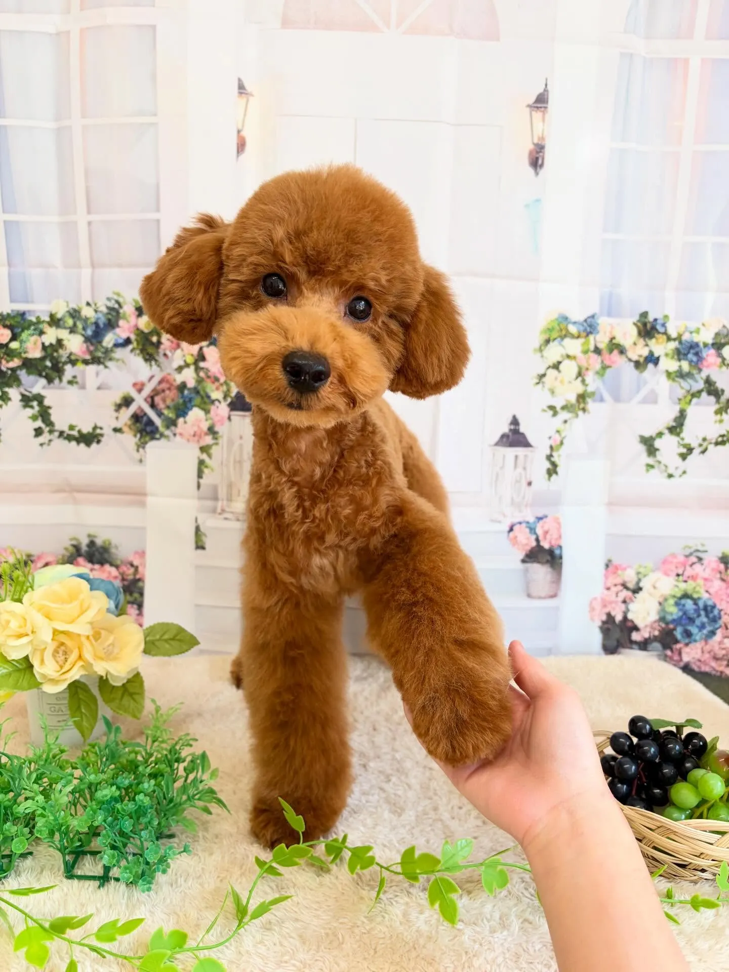 🍃5/16のトリミング🍃プードル🐶|名東区・千種区・守山区の...