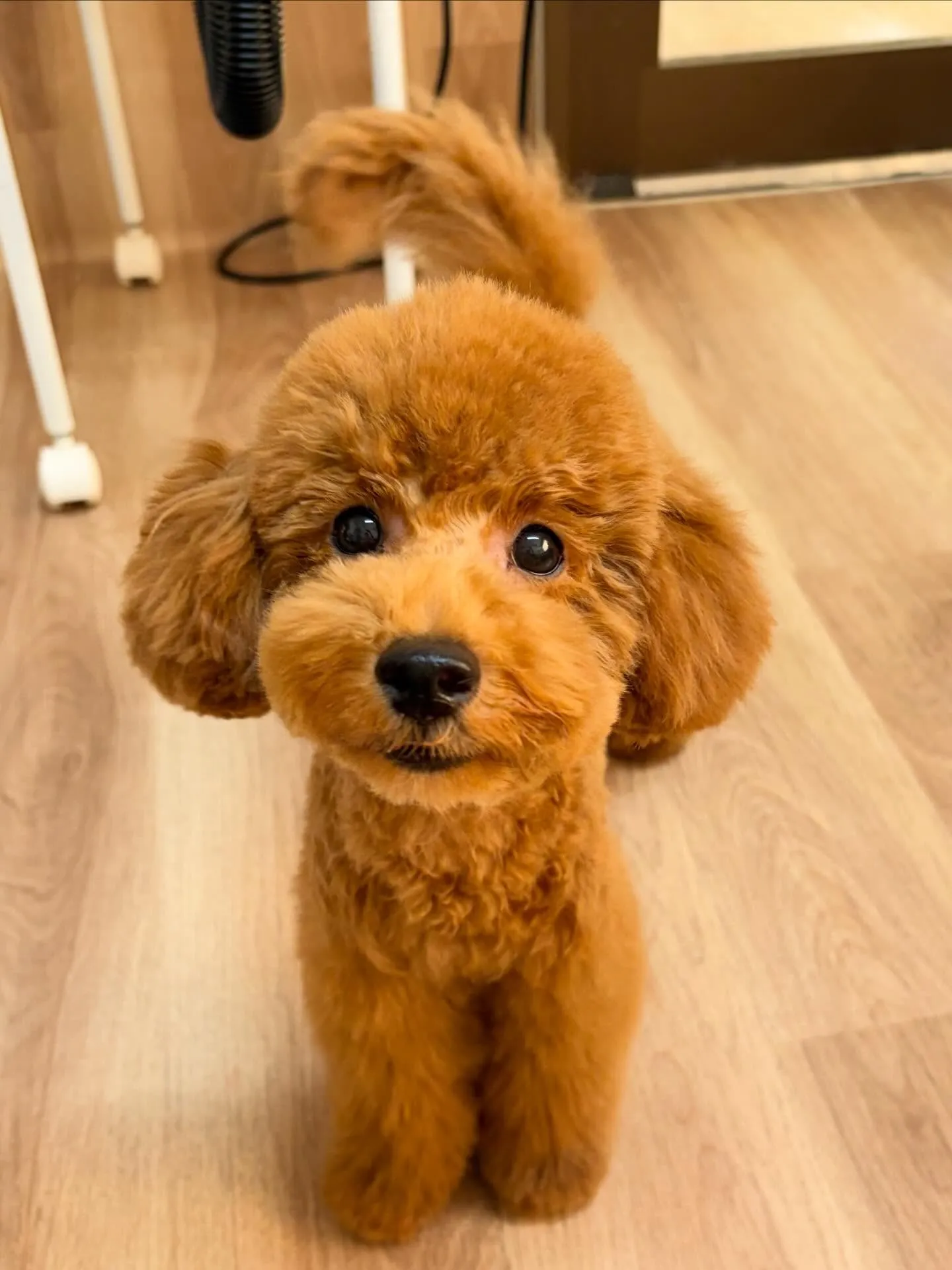 🍃5/16のトリミング🍃プードル🐶|名東区・千種区・守山区の...