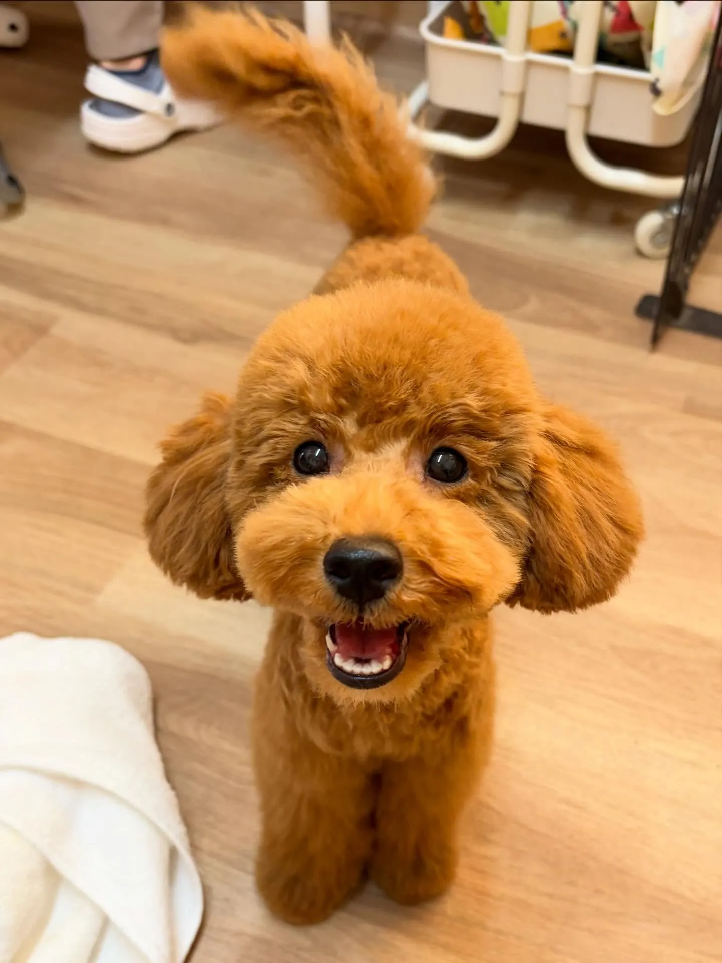 🍃5/16のトリミング🍃プードル🐶|名東区・千種区・守山区の...
