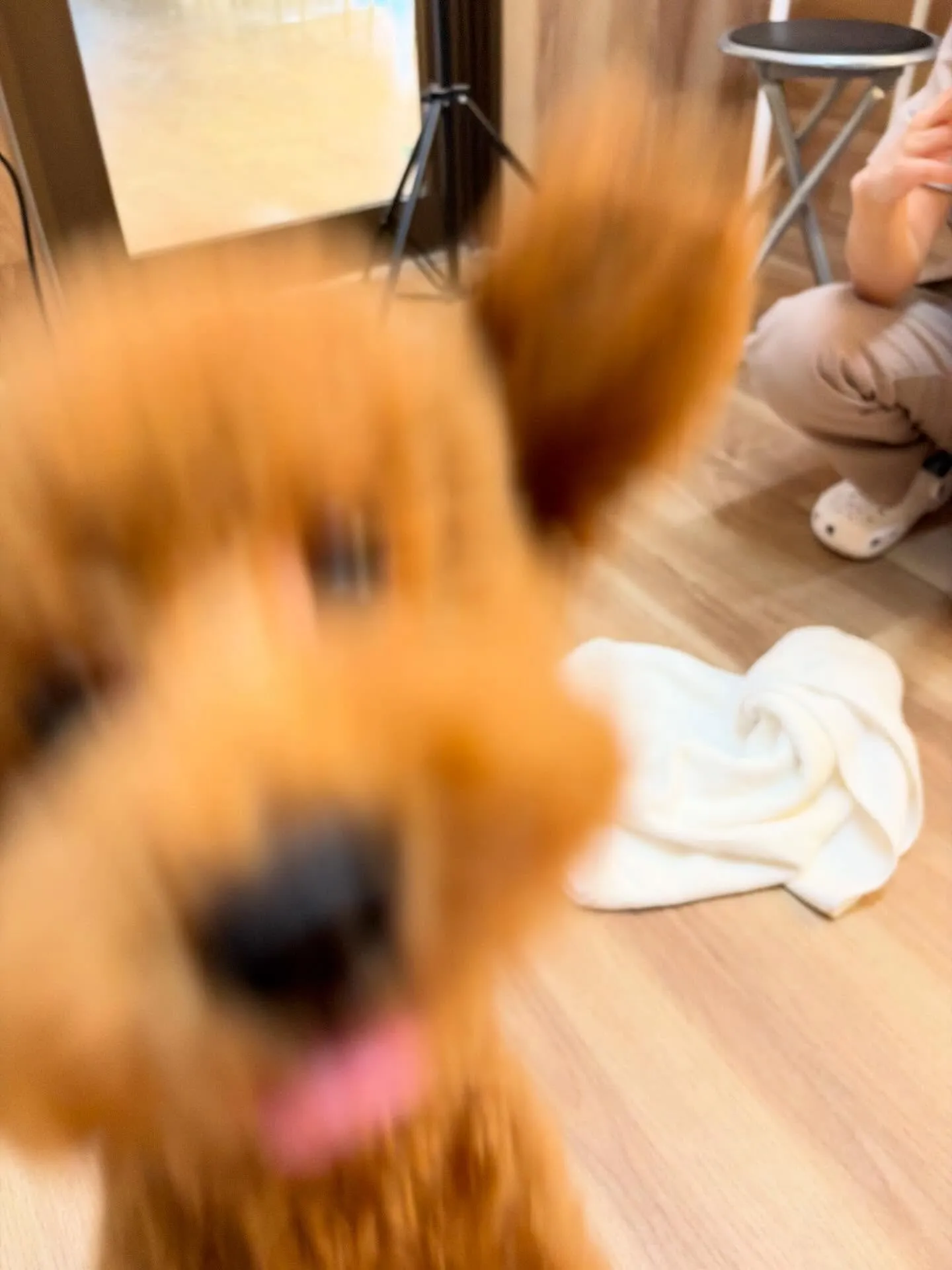 🍃5/16のトリミング🍃プードル🐶|名東区・千種区・守山区の...